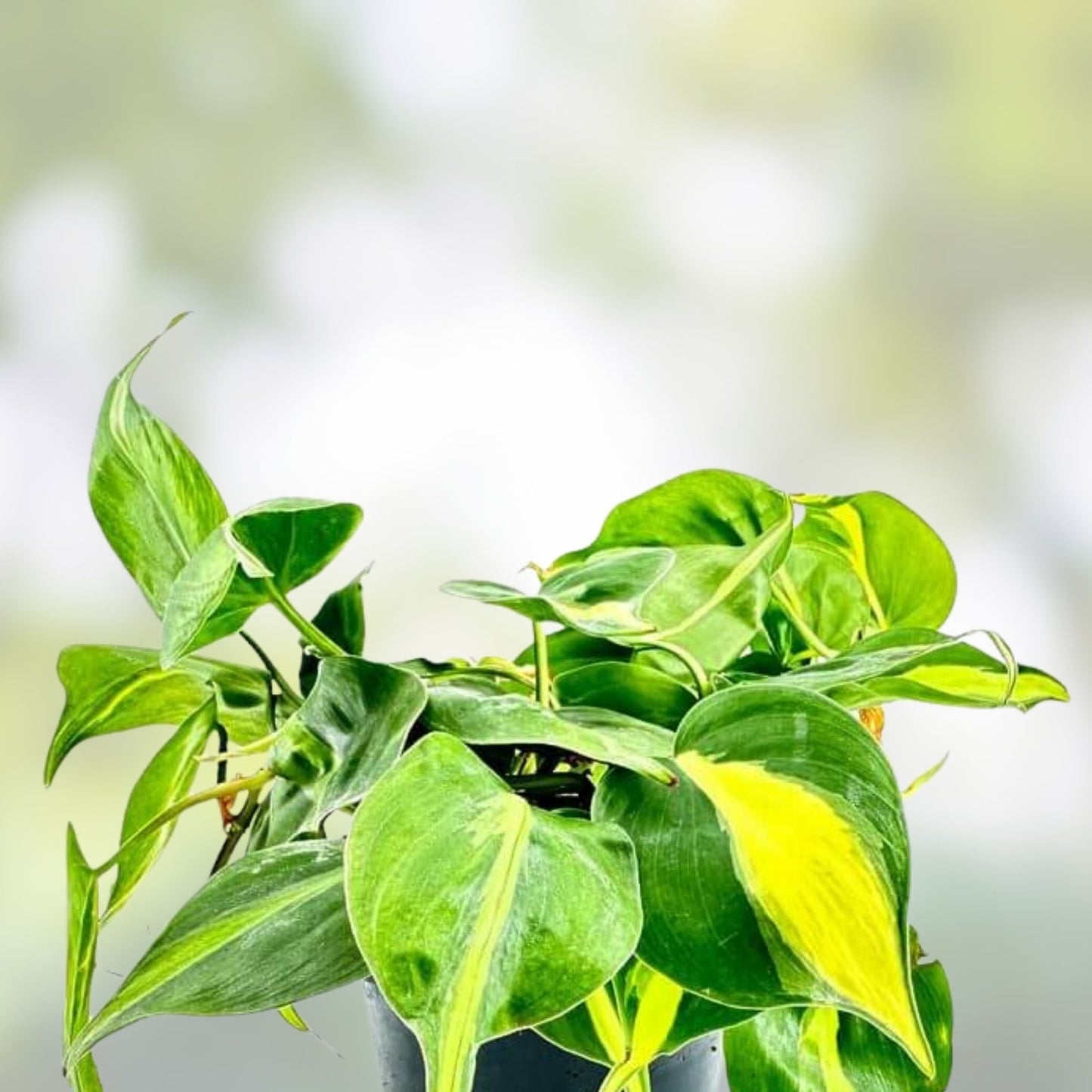 Brazilian Pothos Plant - Variegated Cordatum - Live Rooted Indoor Plant - Hederaceum Brasil