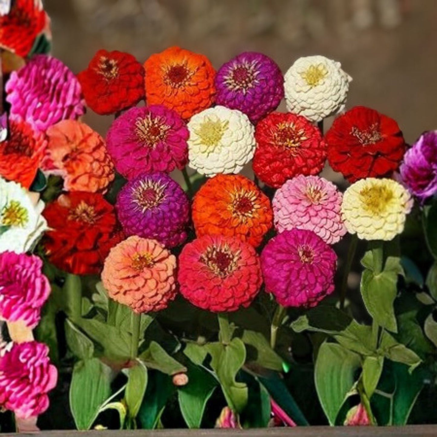 Zinnia Seeds 100+ Pack Bright Colors for Garden, Zinnia elegans Flower Seeds, Easy Grow Annuals