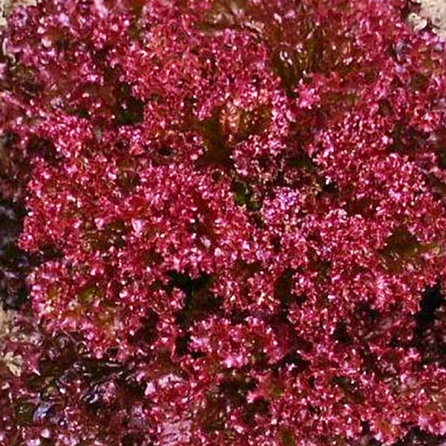 Lettuce Seeds 25+ Heirloom Red Leaf Lolla Rosa Non-GMO Crisp Dark Leaves Vegetable Seed
