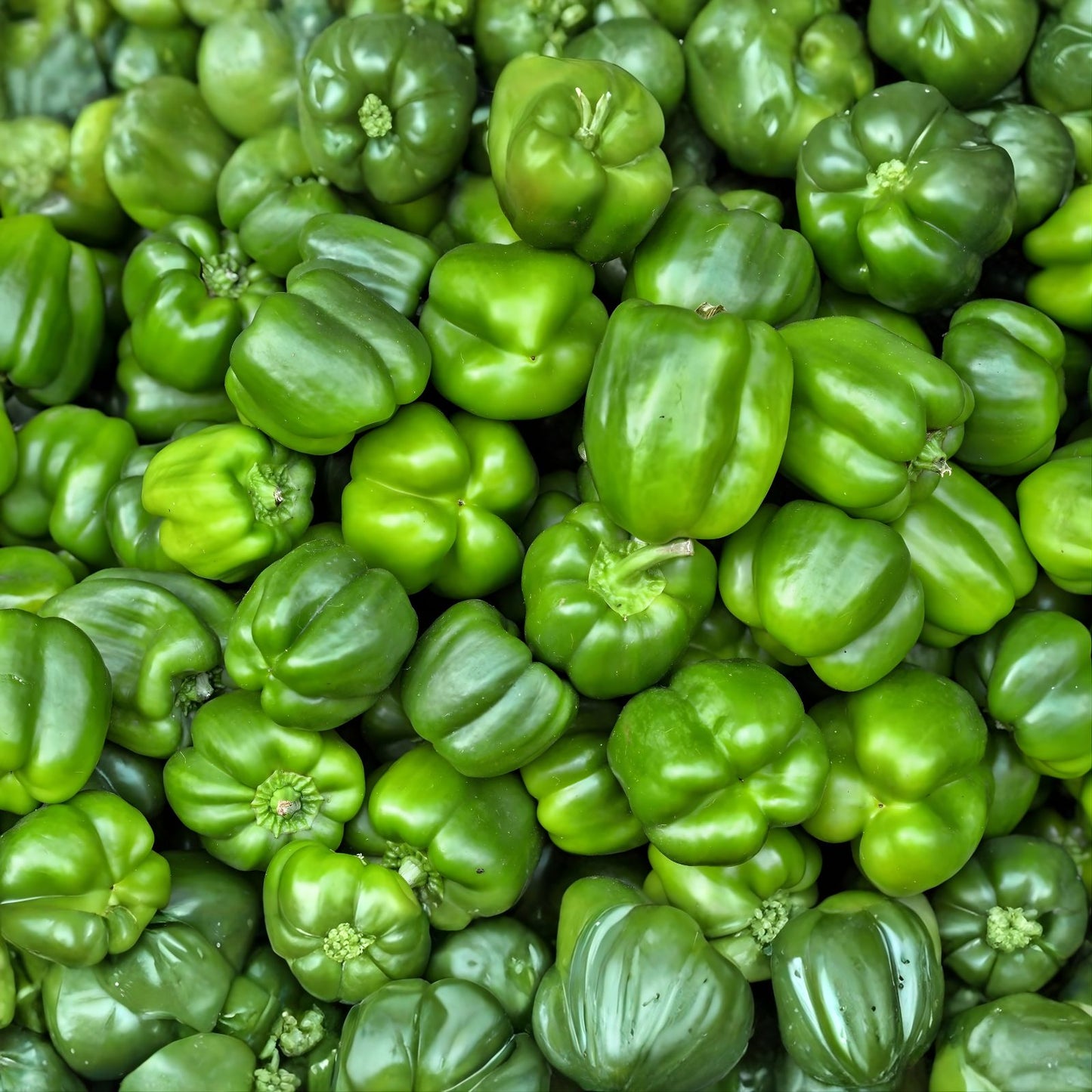 Sweet Pepper Seeds - Bushel Buster Bell 5.1 Green Capsicum annuum - 50+ Seeds for Garden, Vegetable, Fresh Eating