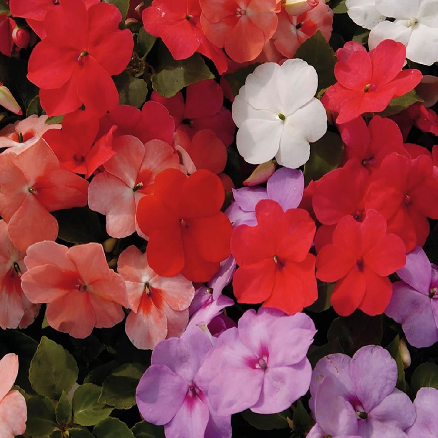 Impatiens Seeds 1000 Pack Royal Red Sun & Shade Walleriana Flowering Plant Seeds for Garden, Patio, and Container Planting