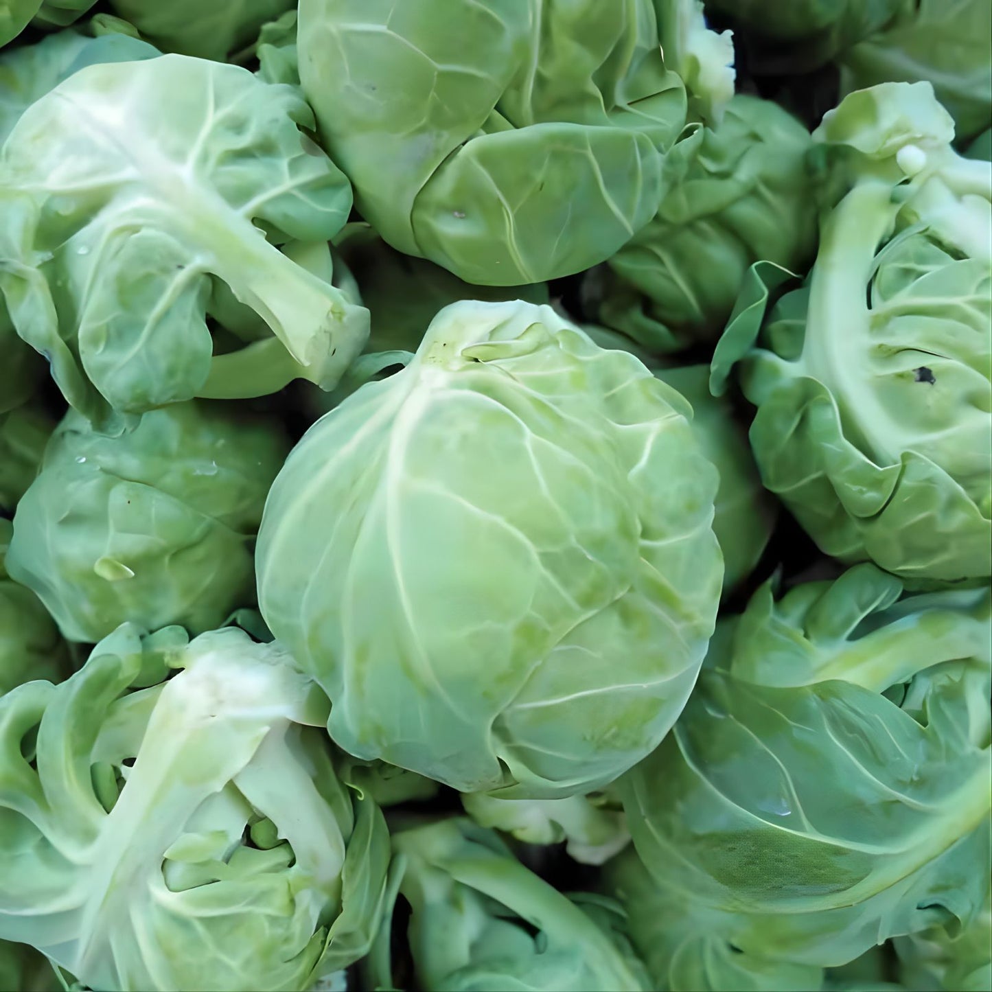 Brussels Sprout Seeds 1000 Count Organic Vegetable Garden Seeds Catskill Green Brassica oleracea