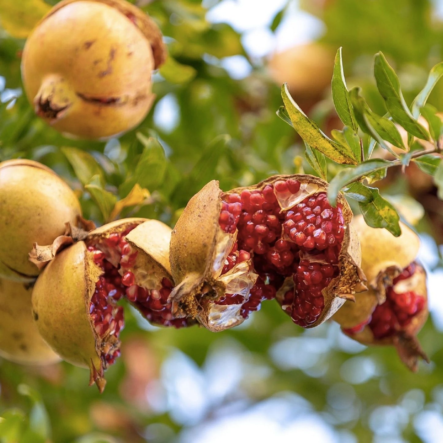 Pomegranate Seeds Edible Fruit Non-GMO Fresh Quality Grown in USA Ships from Iowa