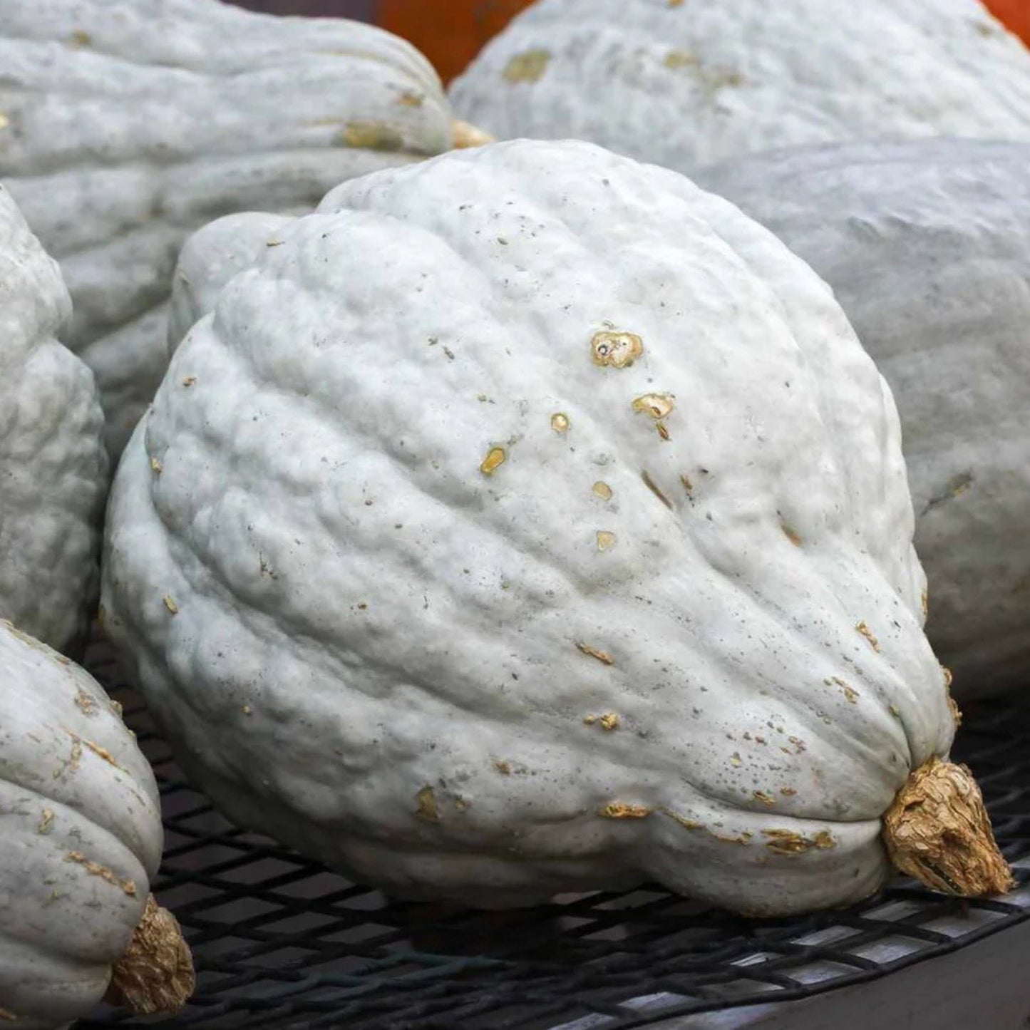 Blue Hubbard Squash Seeds - Organic 10 Seeds - Cucurbita maxima - USA Grown, Heirloom, Non-GMO, Free Shipping
