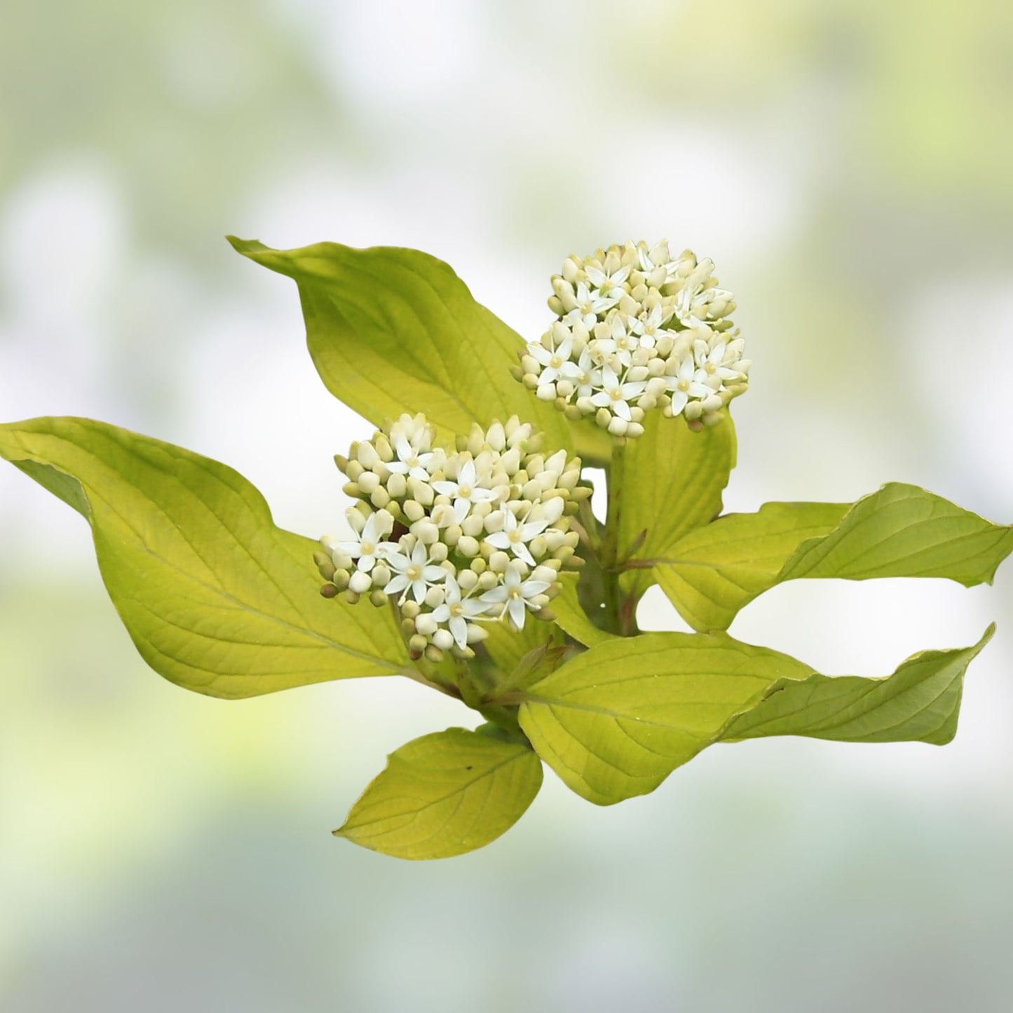 Siberian Dogwood Seeds 50 Pack - Cornus alba Tatarian for Planting, Hardy Shrub, Landscape Gardening, Ornamental Shrub