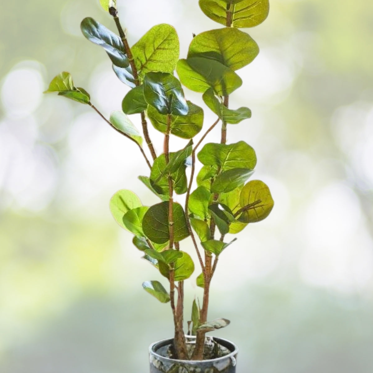Lot of 4 Sea Grape Plants 6in Pot - Coccoloba Uvifera - Tropical Coastal Garden Starter - Well-Rooted Healthy Greenery
