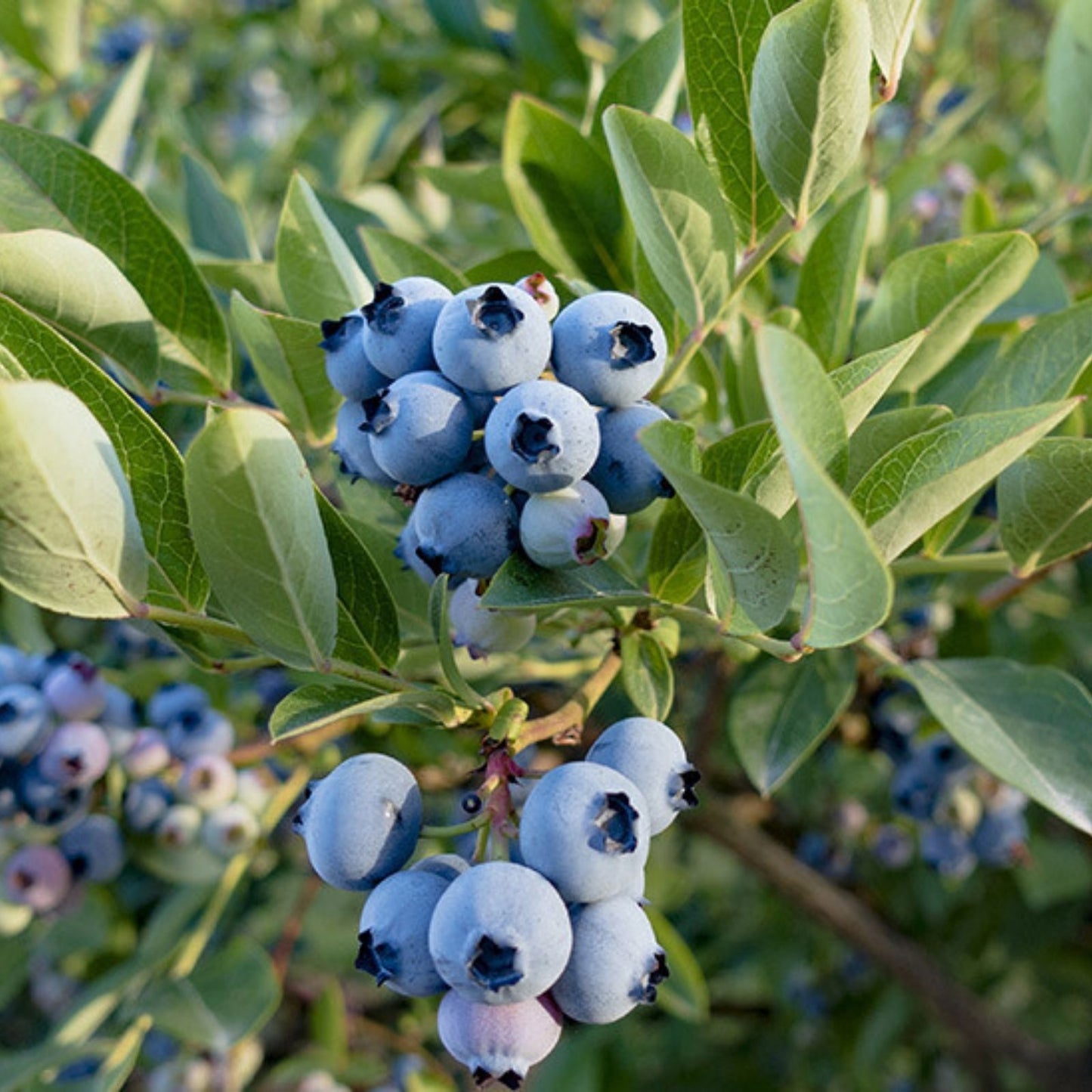 Blueberry Plant Live Starter Razz Variety 6-12" Vaccinium corymbosum Northern Highbush Zone 4-9