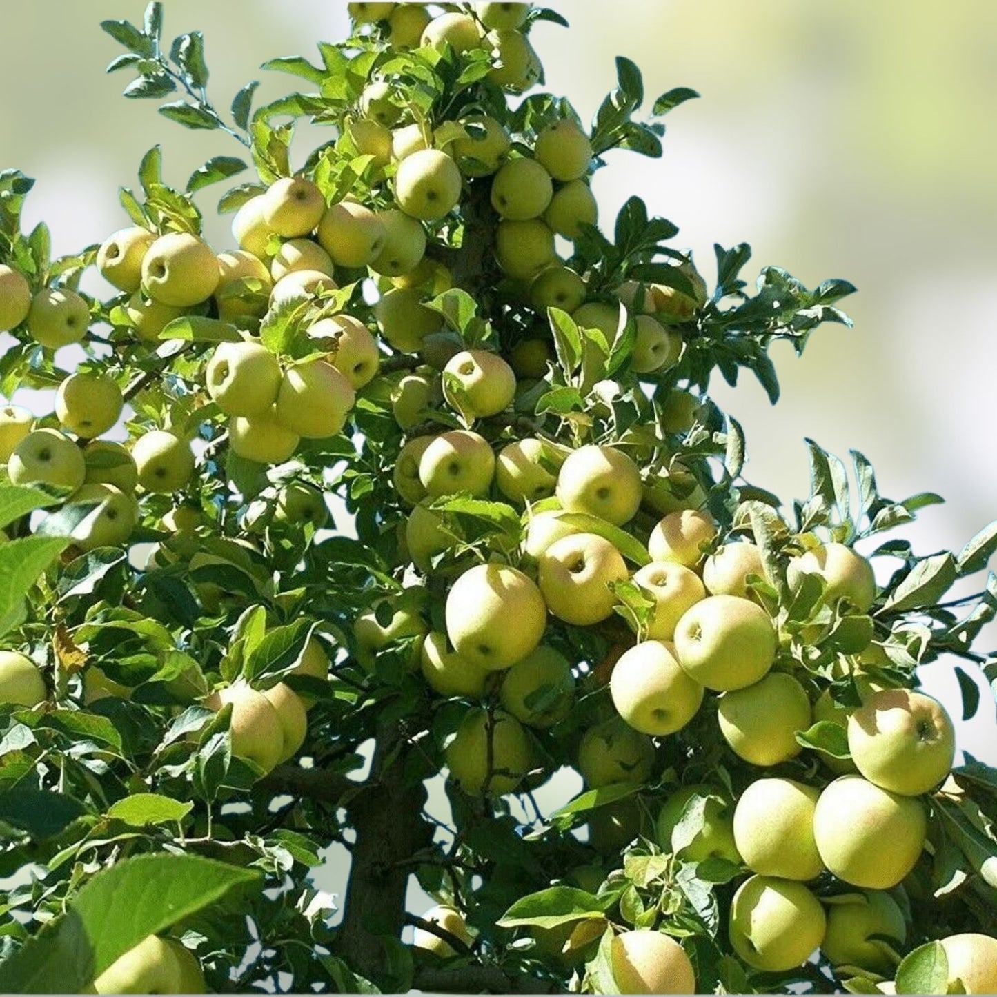 Golden Delicious Apple Tree Scions - 16 Thin Cuttings for Grafting - Malus domestica Fruit Tree Propagation