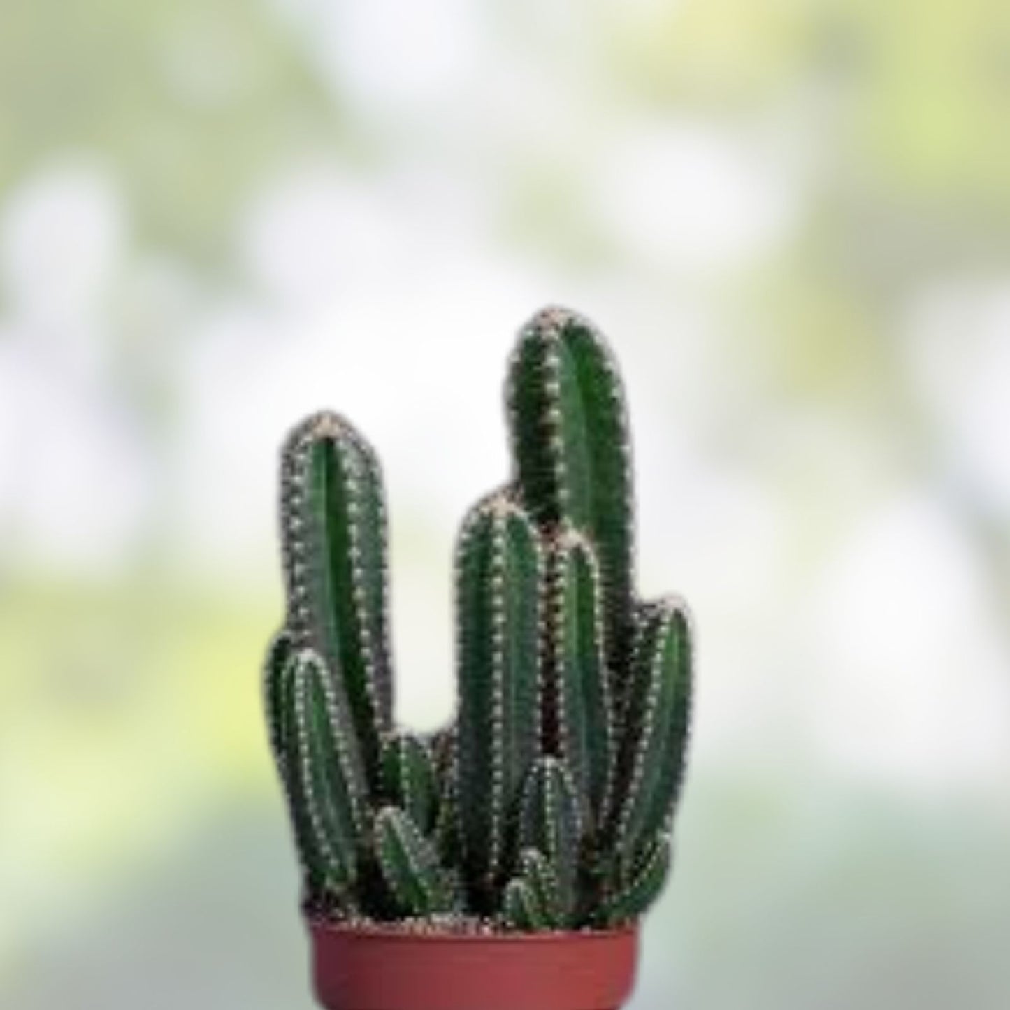 Cereus Bridge Cactus Cutting 9,5" Unique Variety Cereus peruvianus Succulent Plant Desert Cactus Garden
