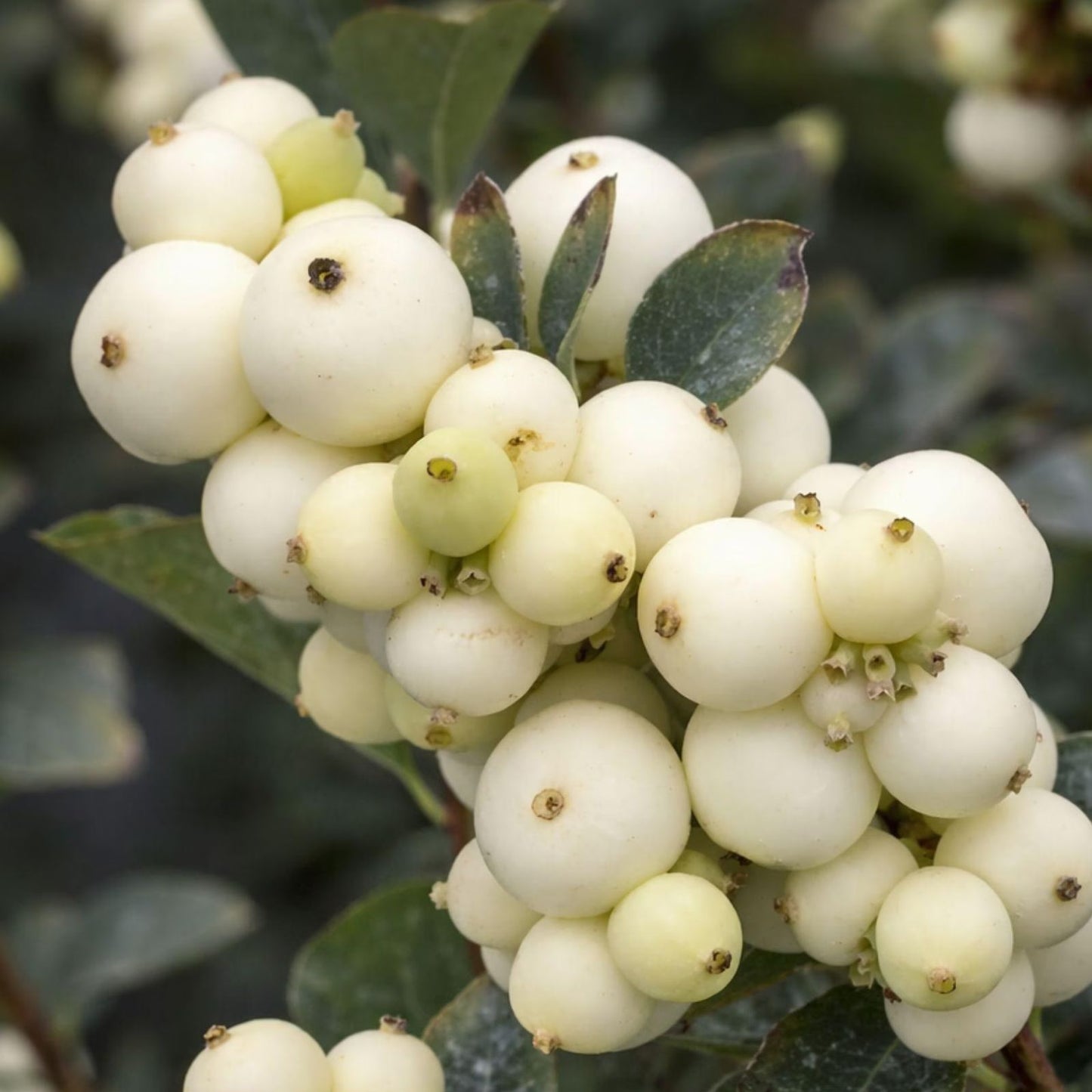 Snowberry Shrub Seeds – 50+ Non-GMO Symphoricarpos albus Seeds for Garden, Landscaping, and Wildflower Planting