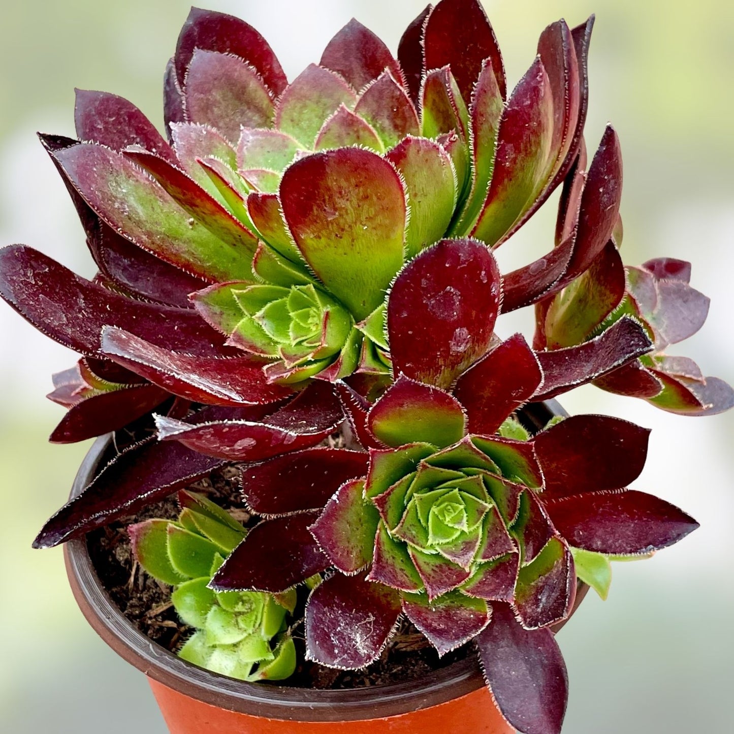 Aeonium Merlot Succulent Cuttings 2" or 4" Pot Purple Green Center Indoor Garden Aeonium 'Merlot'