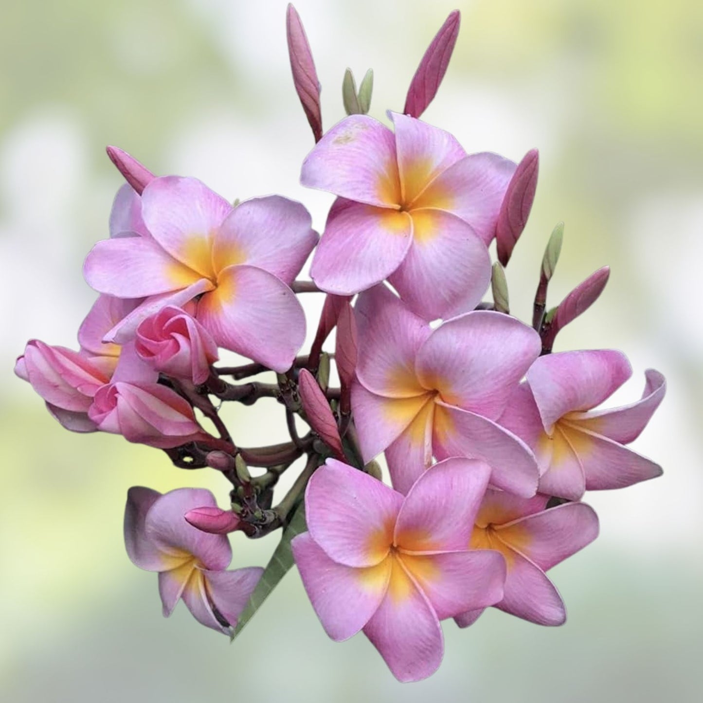 Pink Plumeria Cutting 8-12" Unrooted Plant Tropical Flowering Garden Indoor Plant Plumeria rubra