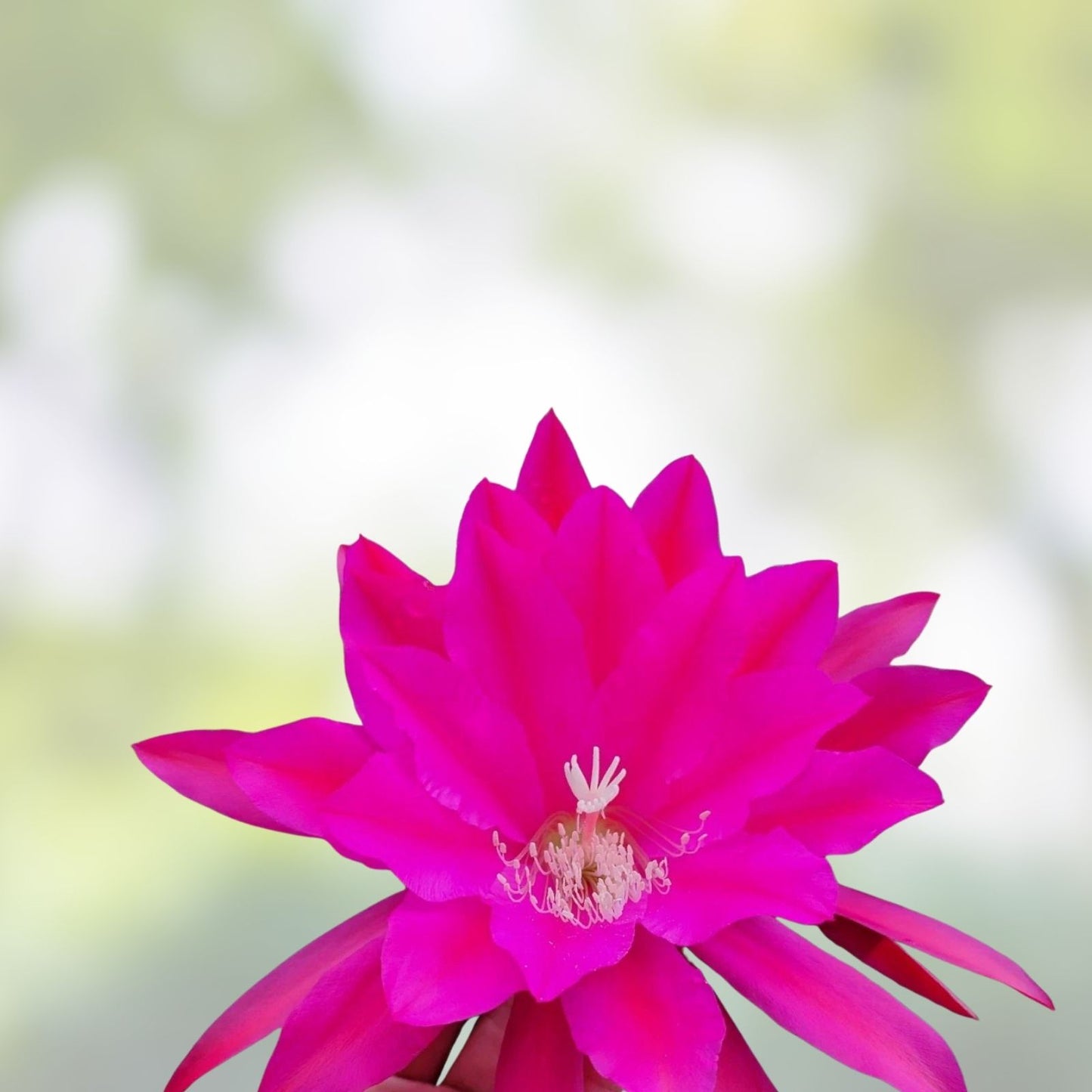Epiphyllum Cuttings 8-10 Inches Long Jeanette Davis Latimer Unrooted Succulent Plant Propagation