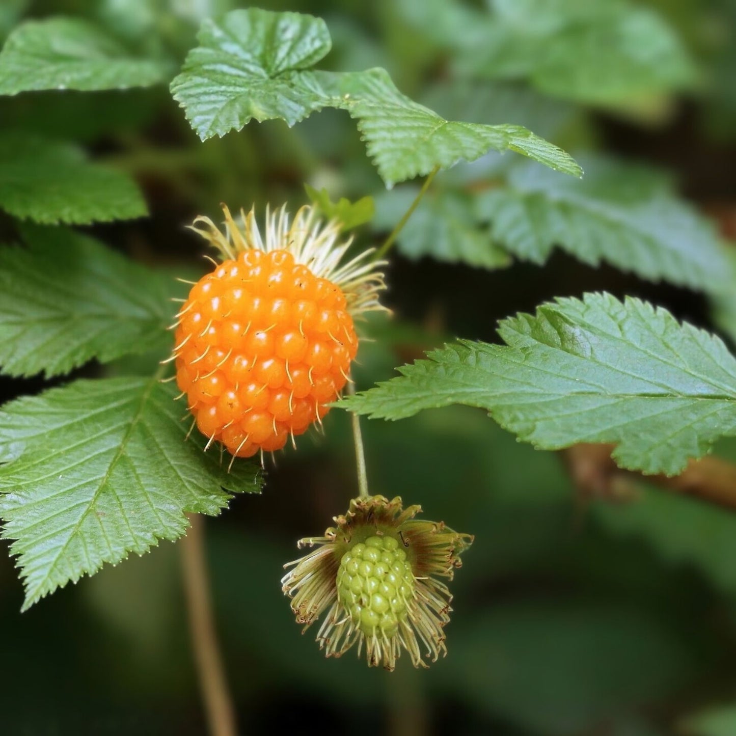 Salmonberry Root Cuttings - 5 Live Rhizomes - Organic Natural Plants - Rubus spectabilis - Berry Producing Shrubs