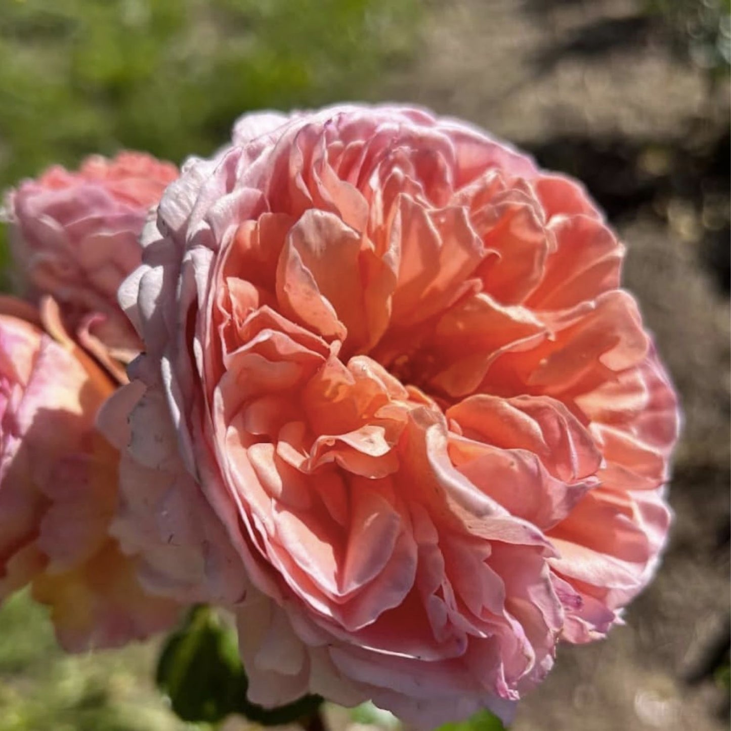 Apricot Heirloom Rose Cuttings - Six Stem Fragrant Blooms - Rosa spp. - Garden Flower Plant for Cutting Propagation