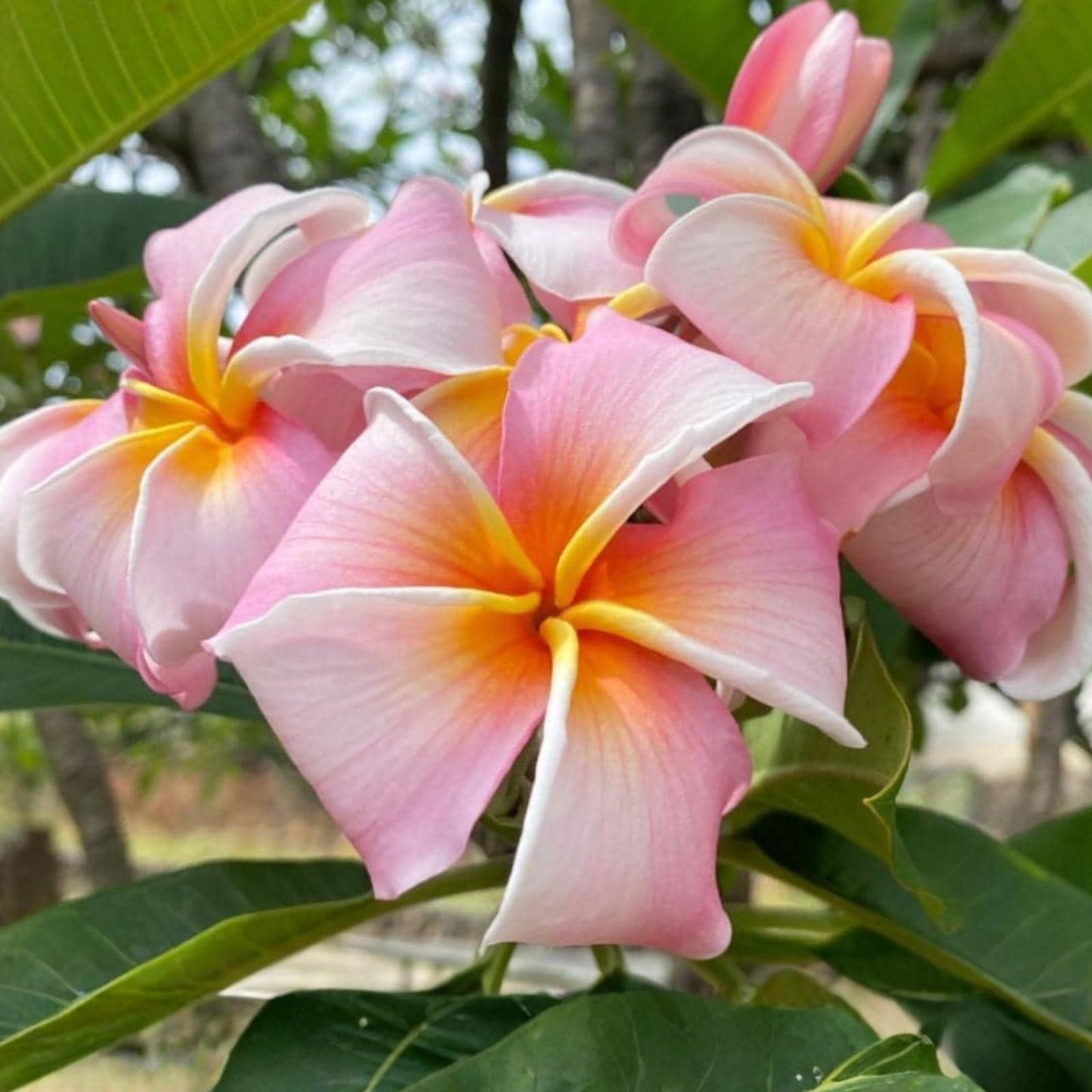 Rooted Plumeria Plant Cutting - Nakamoto's Bouquet - 15" Frangipani with 2 Tips - Tropical Flowering Plant