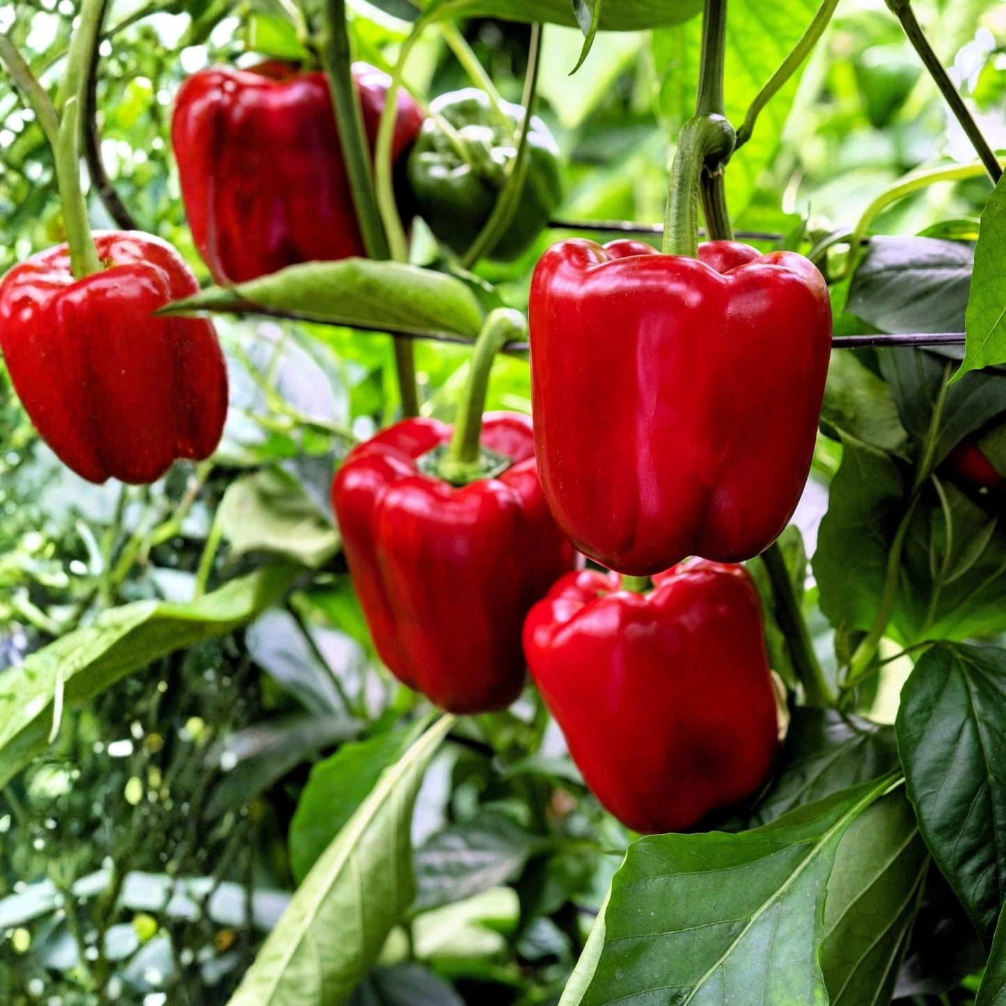 Giant Sweet Pepper Seeds 30 Pack Ozark Variety Capsicum annuum Bell Peppers for Home Gardening