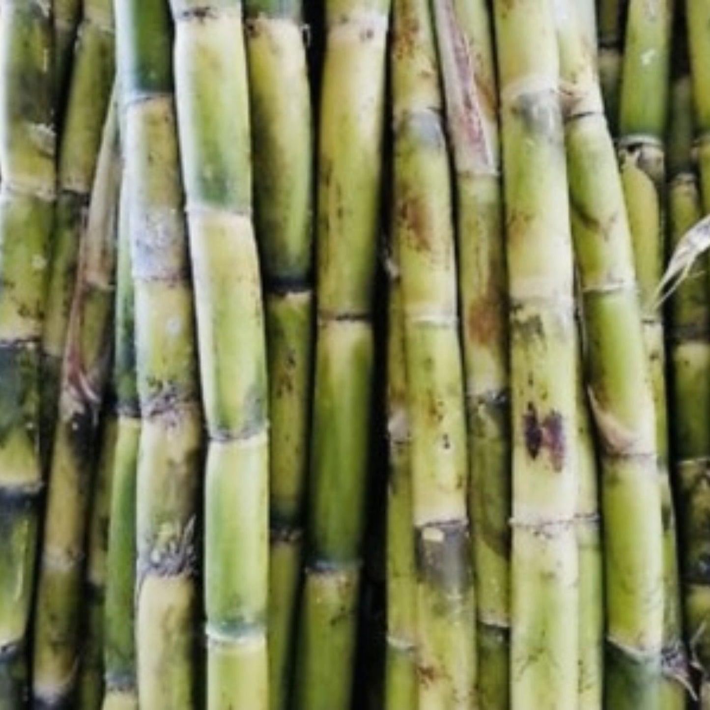 Fresh Cut Sugar Cane Sticks 10 LB Green Purple Non-GMO Sweet Cane Saccharum officinarum
