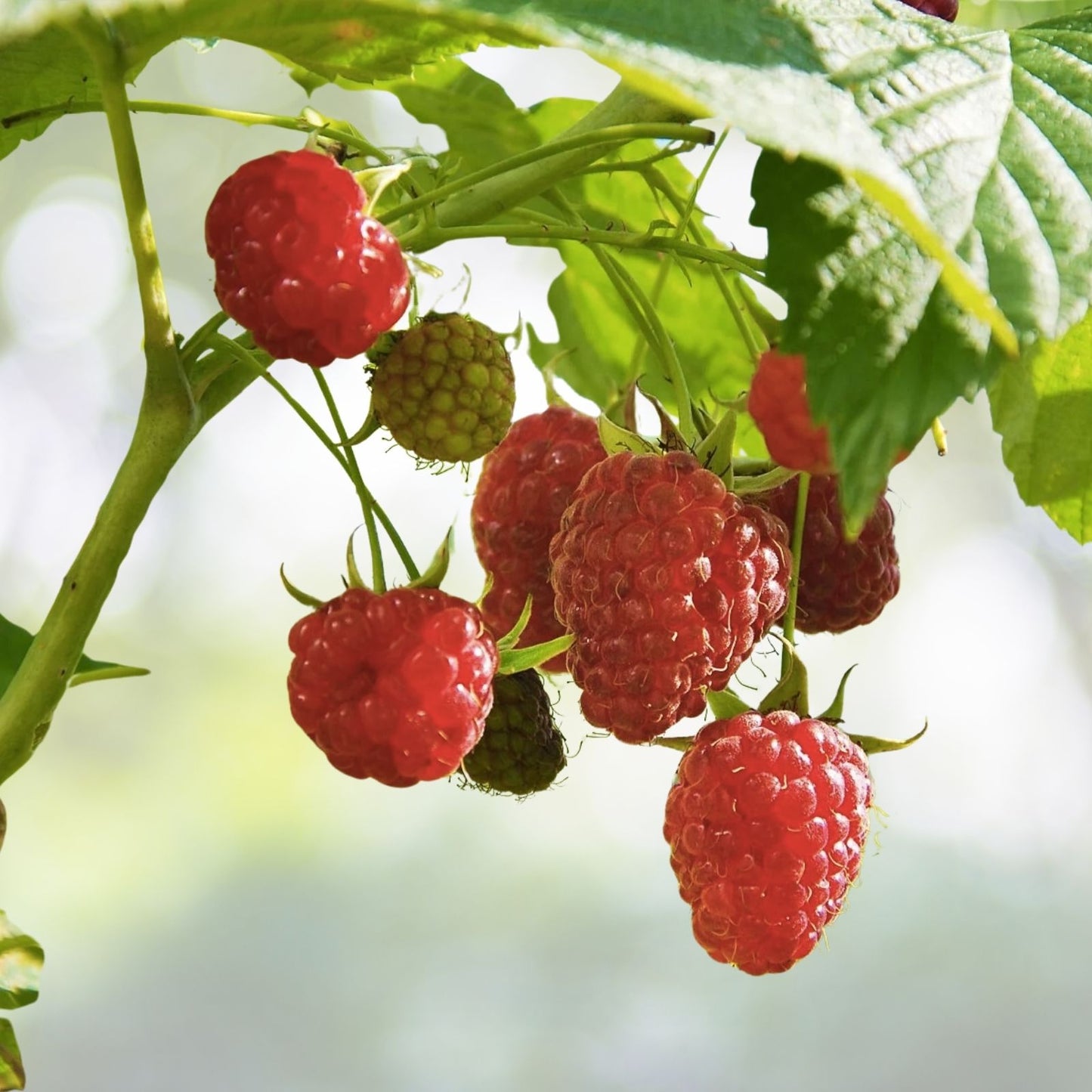 Red Raspberry Seeds - 50+ Pack - High Germination Rate, Non-GMO - Rubus idaeus