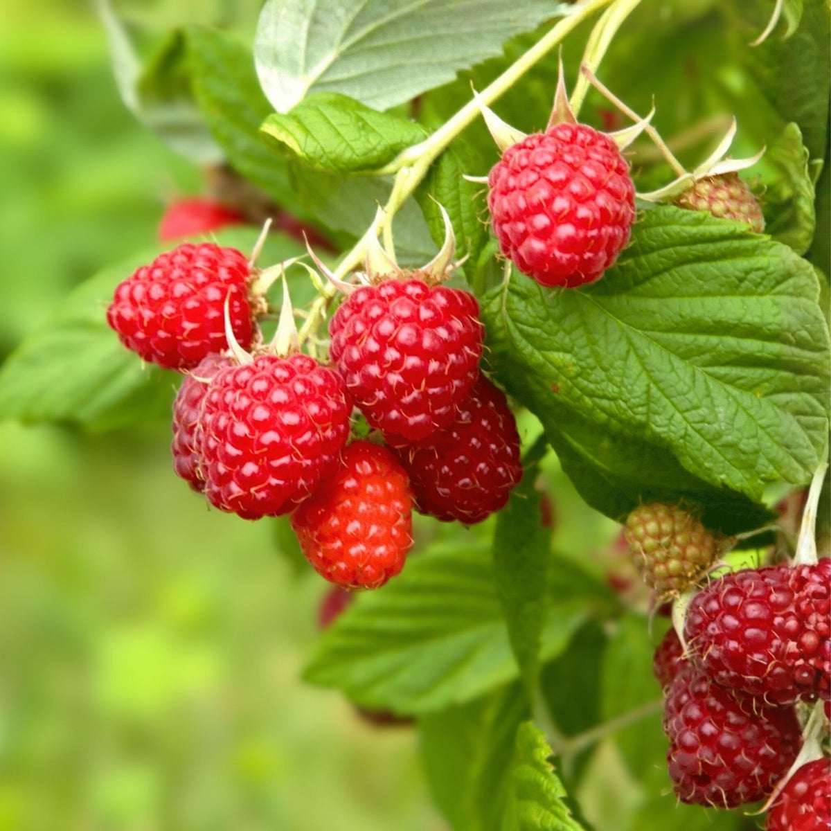 Aurora Raspberry Seeds Bulk Non-GMO Fruit Seeds Rubus idaeus Variety 125/300/750 Seeds