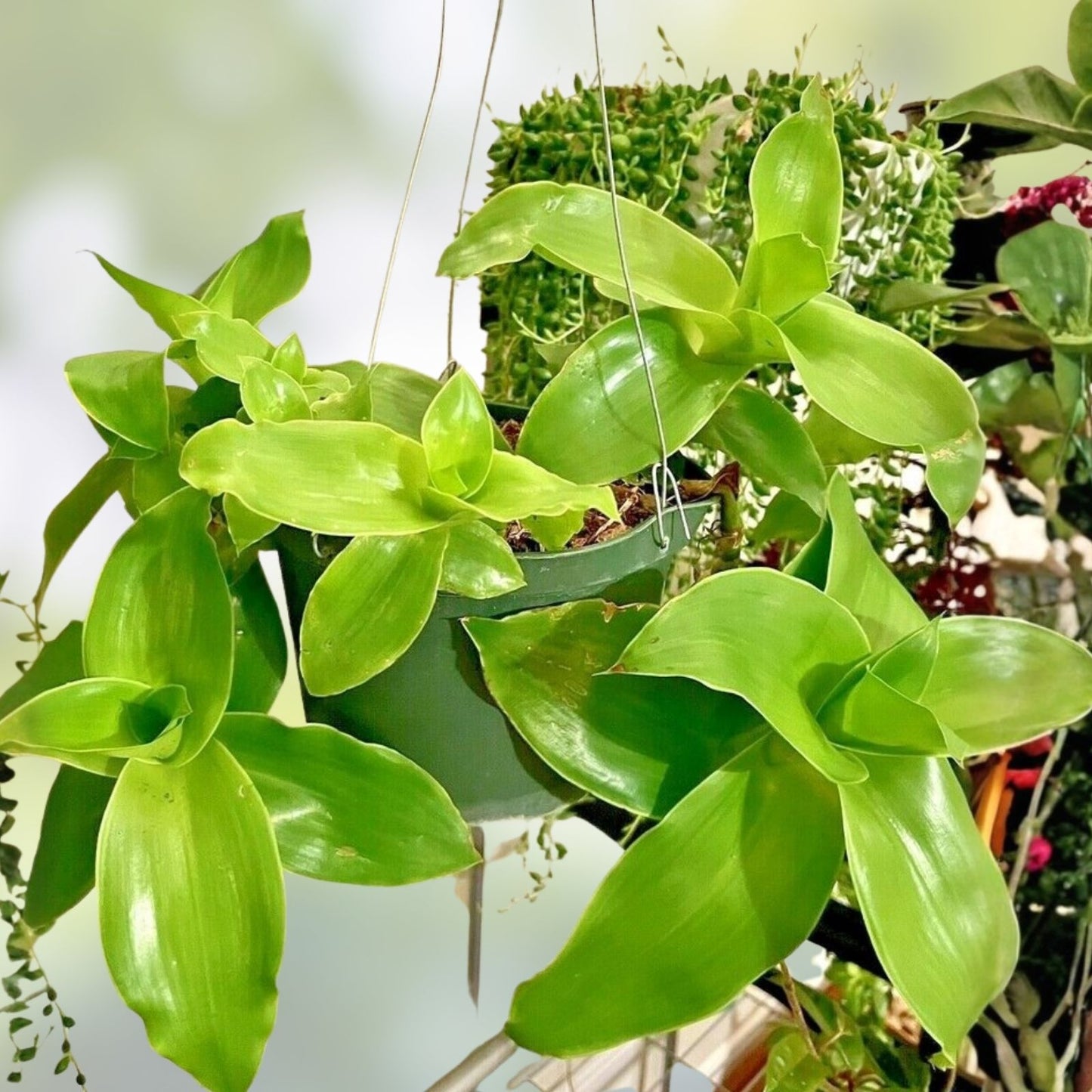 String of Bananas Cuttings 20 Pack, Senecio Radicans, Trailing Succulent Plants for Home Decor and Gardens