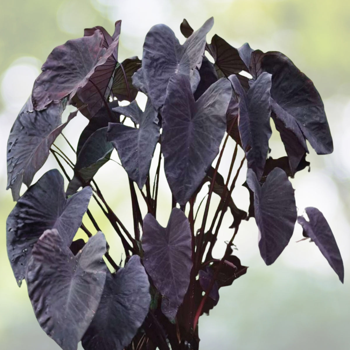 Colocasia 'Black Magic' Elephant Ear Plant - 4in Pot - Dark Purple Foliage - Colocasia esculenta 'Black Magic'