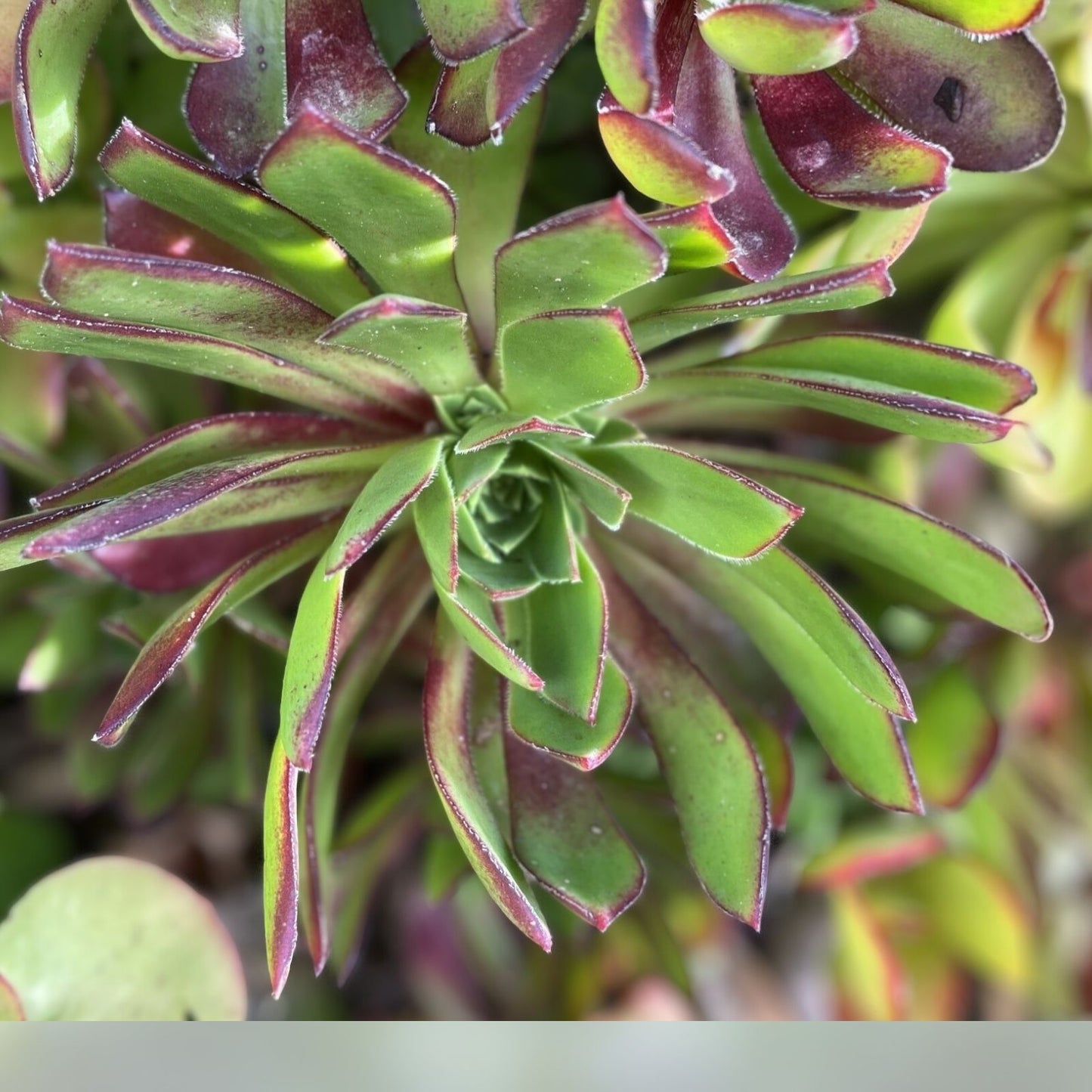 Aeonium Cutting | Low Mounding | Purple Foliage | Easy to Grow | Prolific Rosette | Aeonium 'Merlot'