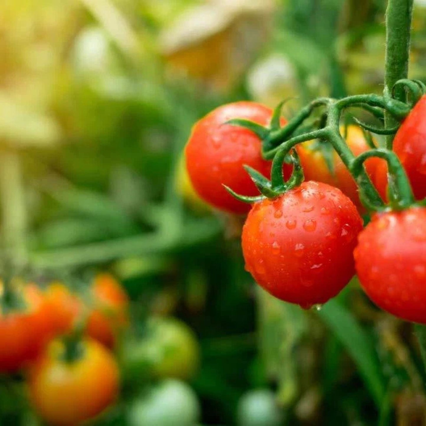 Tiny Tim Tomato Seeds – Dwarf Variety, 100+ Seeds, Solanum lycopersicum, Made in USA, Ships from Iowa