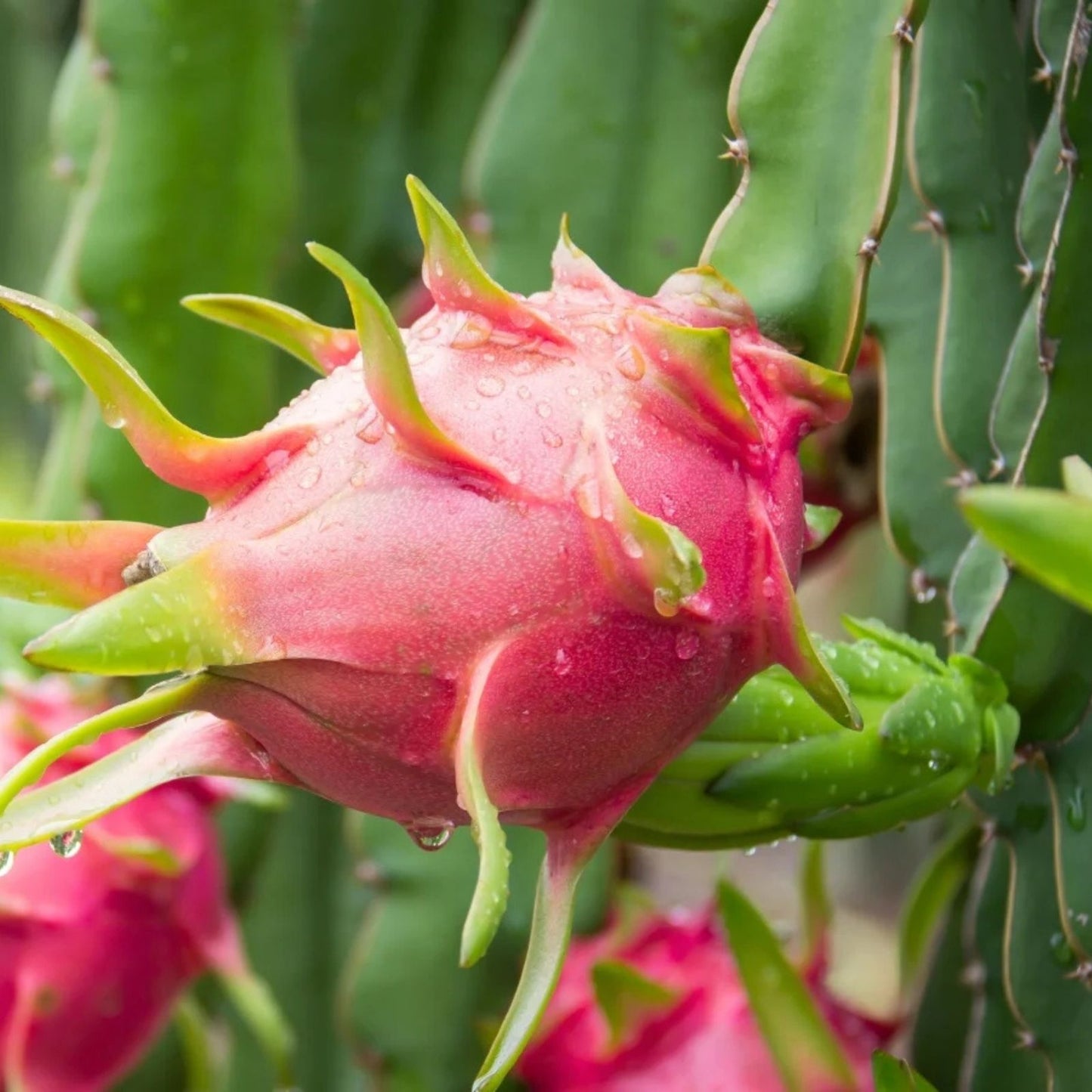 Dragon Fruit Cuttings - 4 Self-Pollinating White Flesh Pitaya - Hylocereus undatus - Edible Fruit Plant Propagation