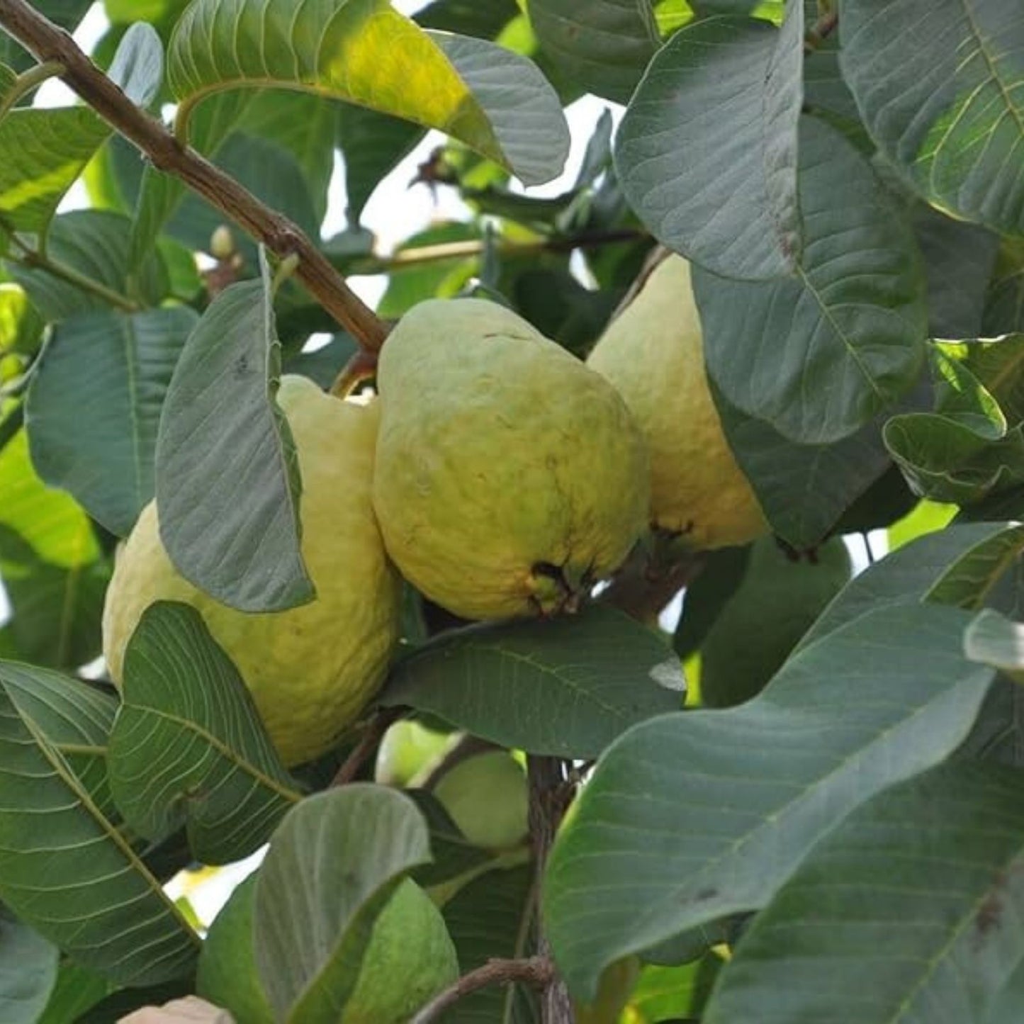 Guava Fruit Bonsai Tree Seeds 20 Pack - Exotic Tropical Plant Psidium guajava - Edible Fruit Tree Seeds