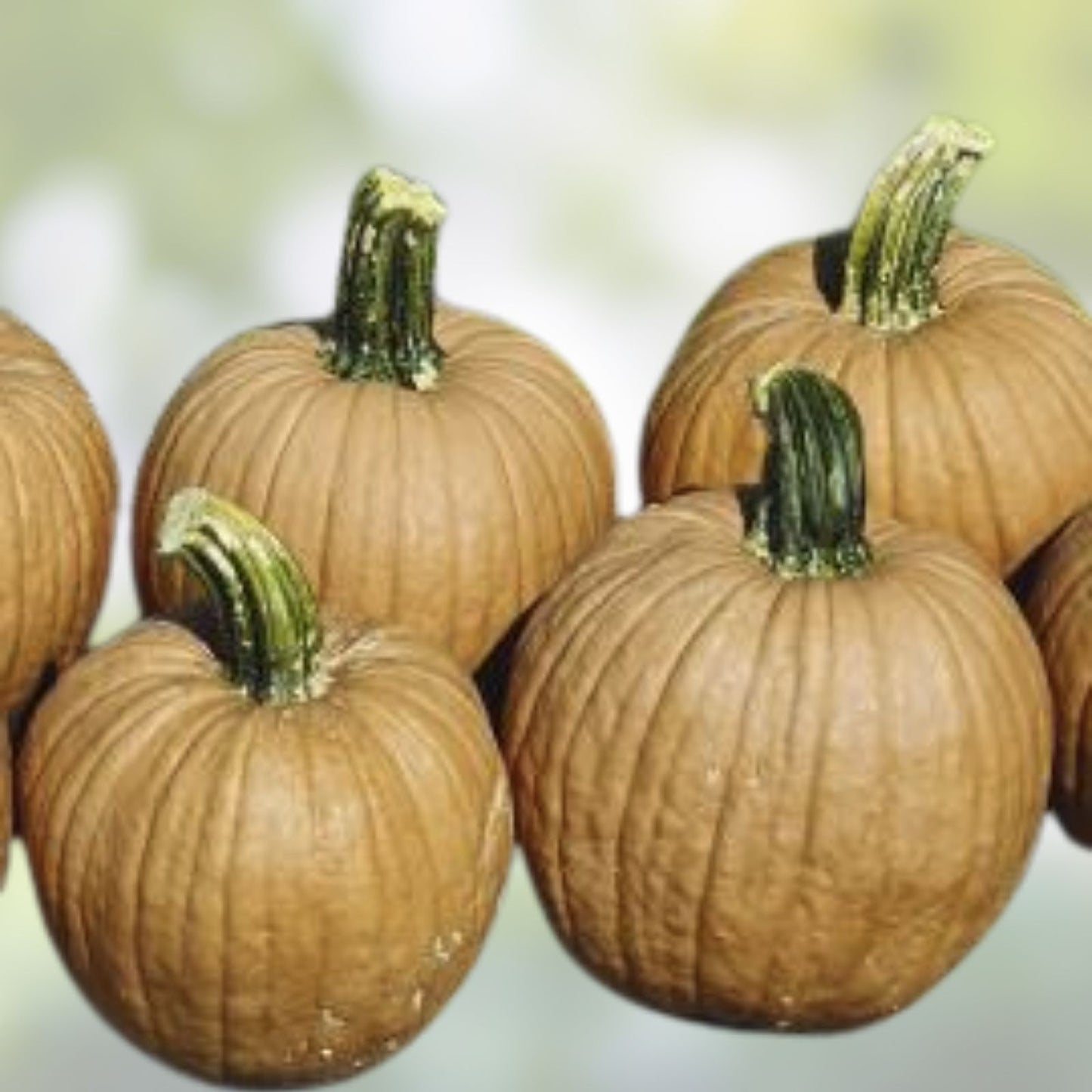 Hot Chocolate Pumpkin Seeds for Planting, 10 Seeds, Heirloom Cucurbita pepo, Edible Pumpkin Seeds, Gourmet Pumpkin Seeds