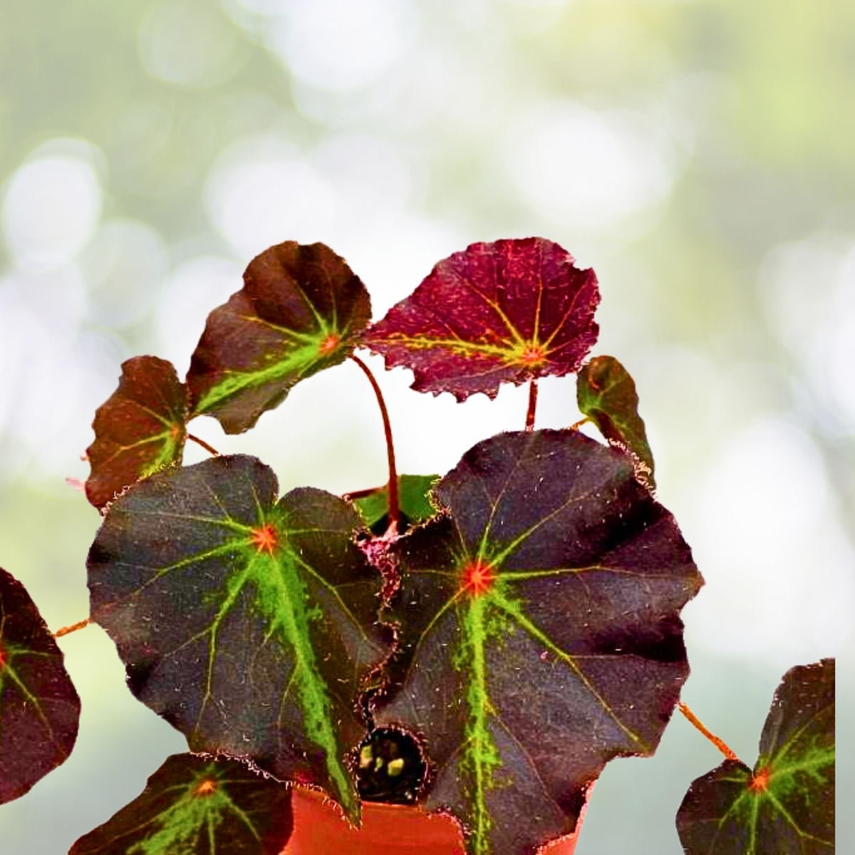Boyfriend Begonia Plant - 2.5" Live Pot - Ideal for Terrarium & Fairy Garden - Begonia 'Boyfriend'