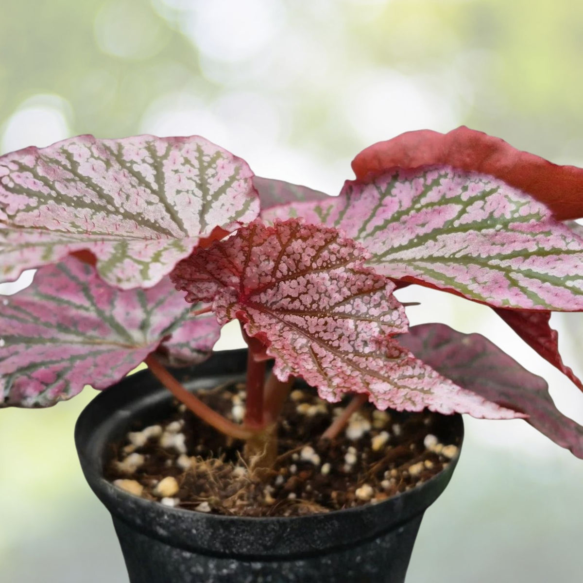 Rich Berry Begonia Seeds 45 or 125 Count Non-GMO Flower Seeds Begonia spp. Beautiful Garden Blooms