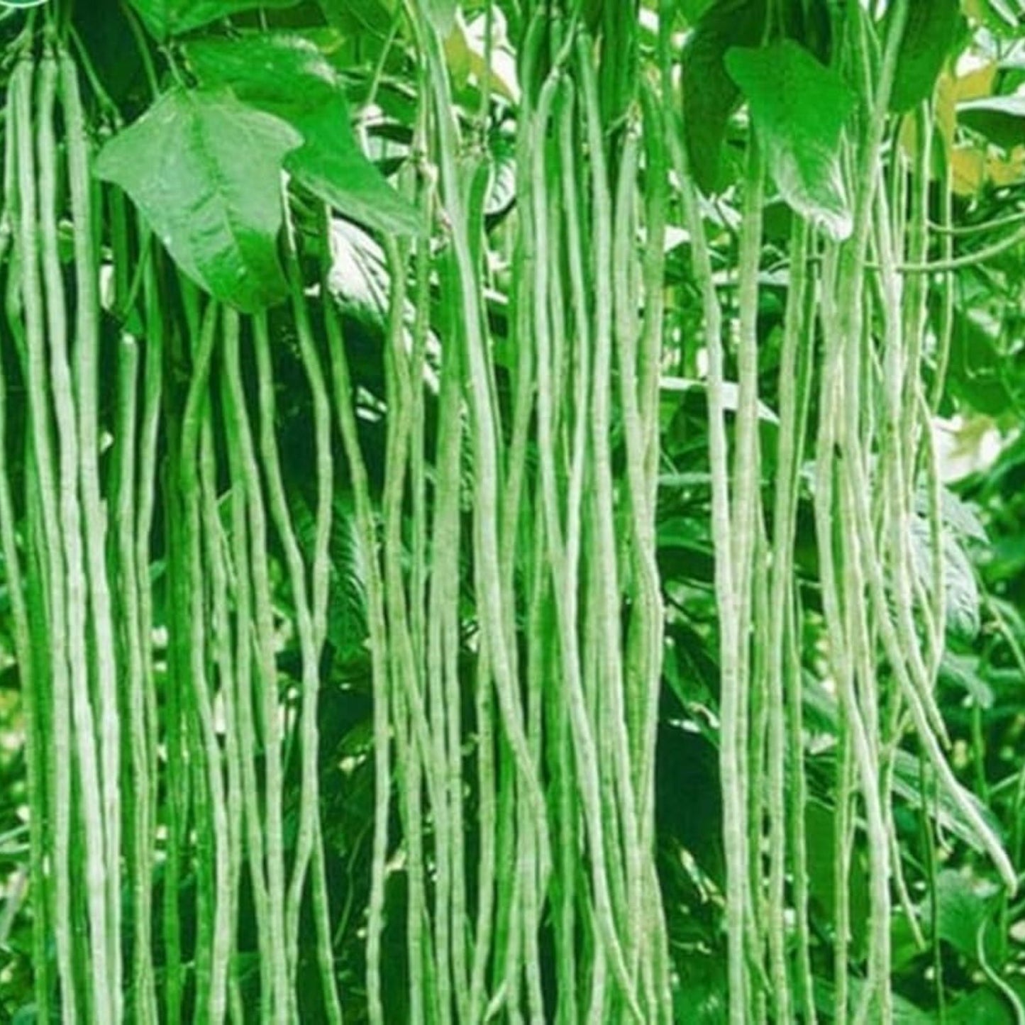 Asian Long Bean Seeds 30 Pack – Fast Growing Sweet Tende Variety for Home Garden Planting