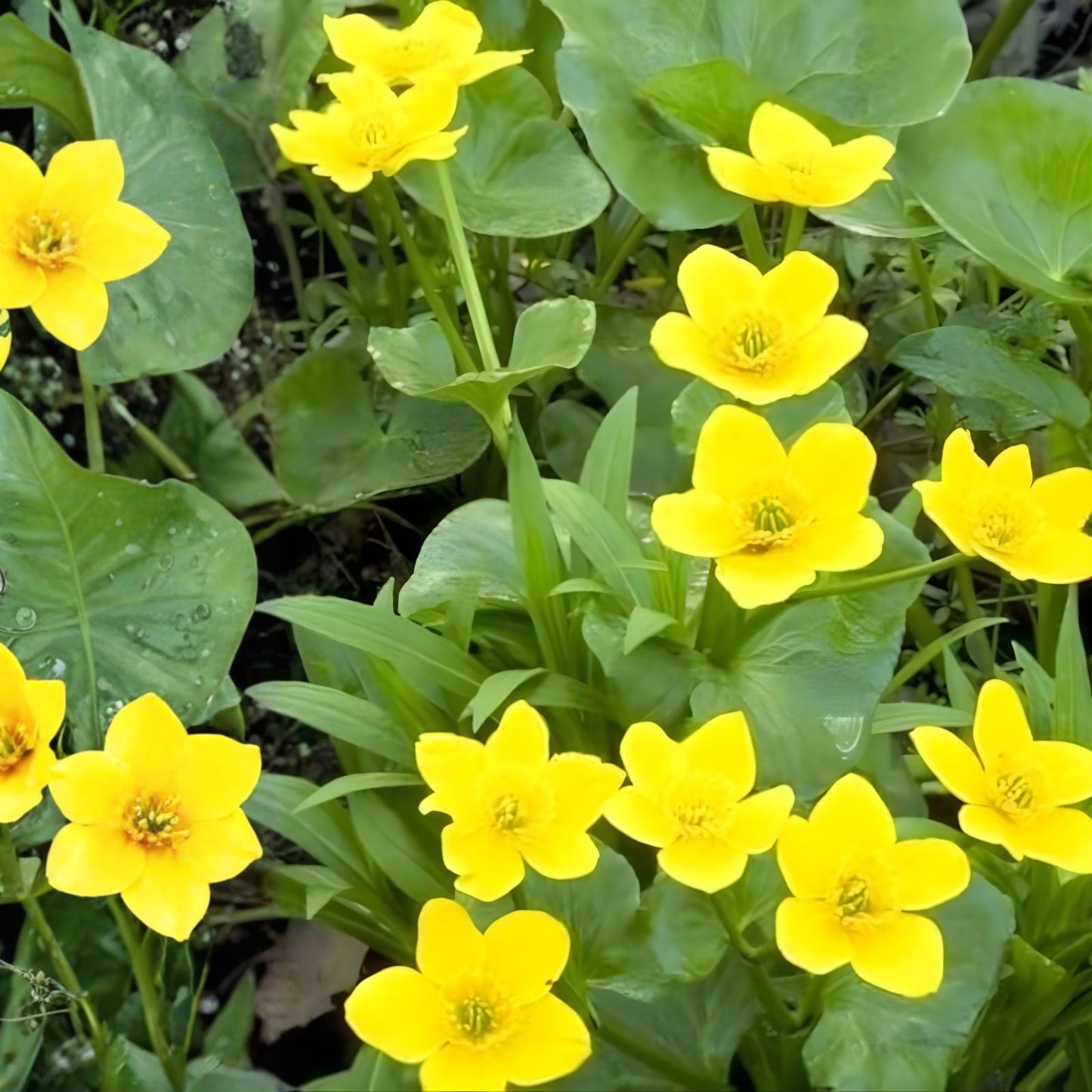 Yellow Swamp Marigold Seeds 100 Count - Bidens Aristosa Mutica Fl - Bright Yellow Flowers for Wetlands and Garden Planting