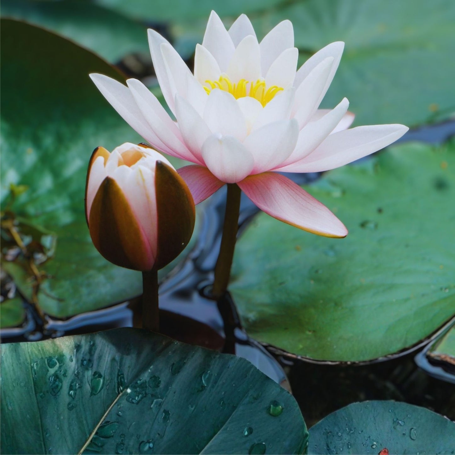 Sacred Lotus Flower Seeds 15 Pack - Aquatic Plant Nelumbo nucifera - Water Garden, Pond, Water Lily Seeds