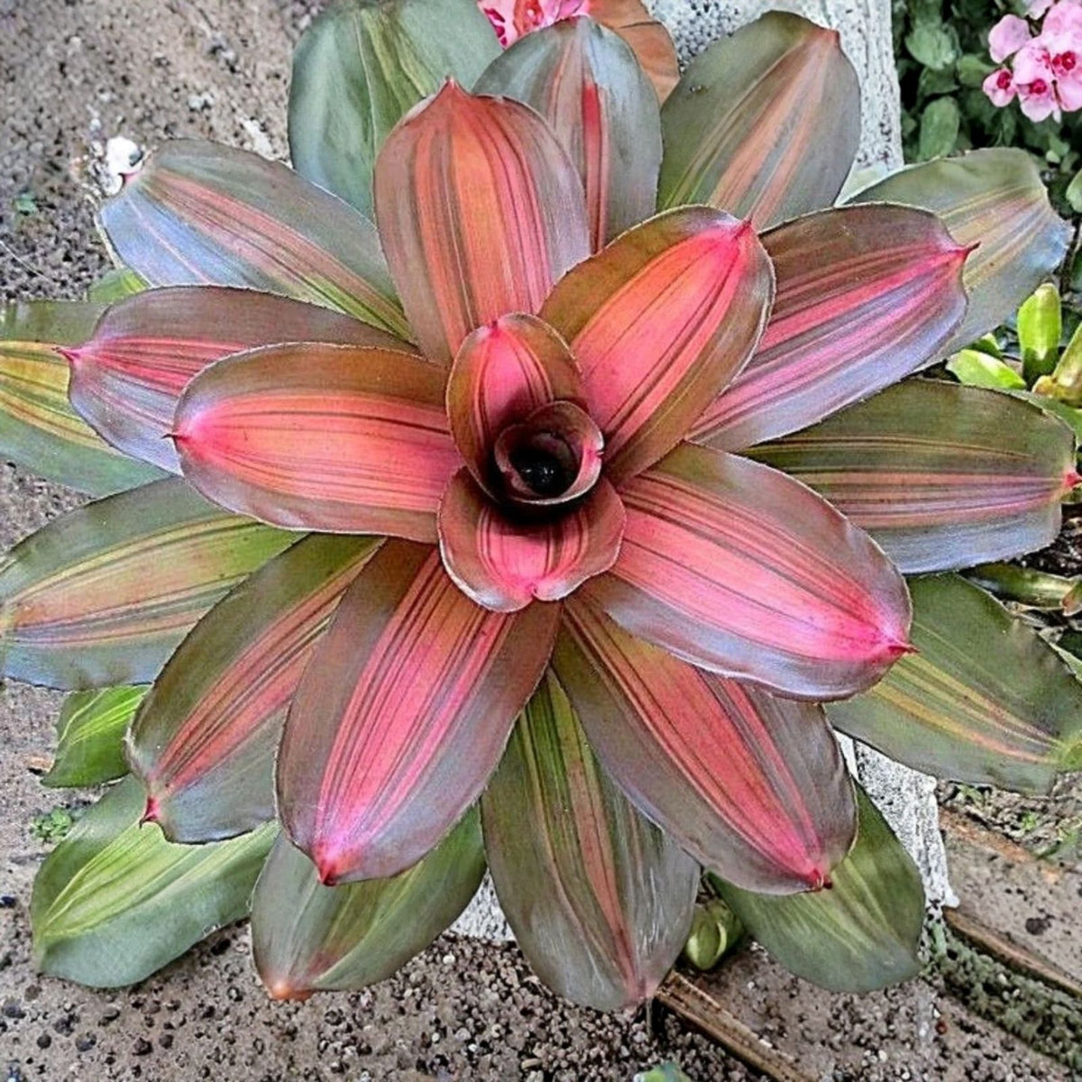 Neoregelia Plant 6" Pot - Julia Variety - Tropical Bromeliad - Neoregelia 'Julia' - Healthy Indoor Plant