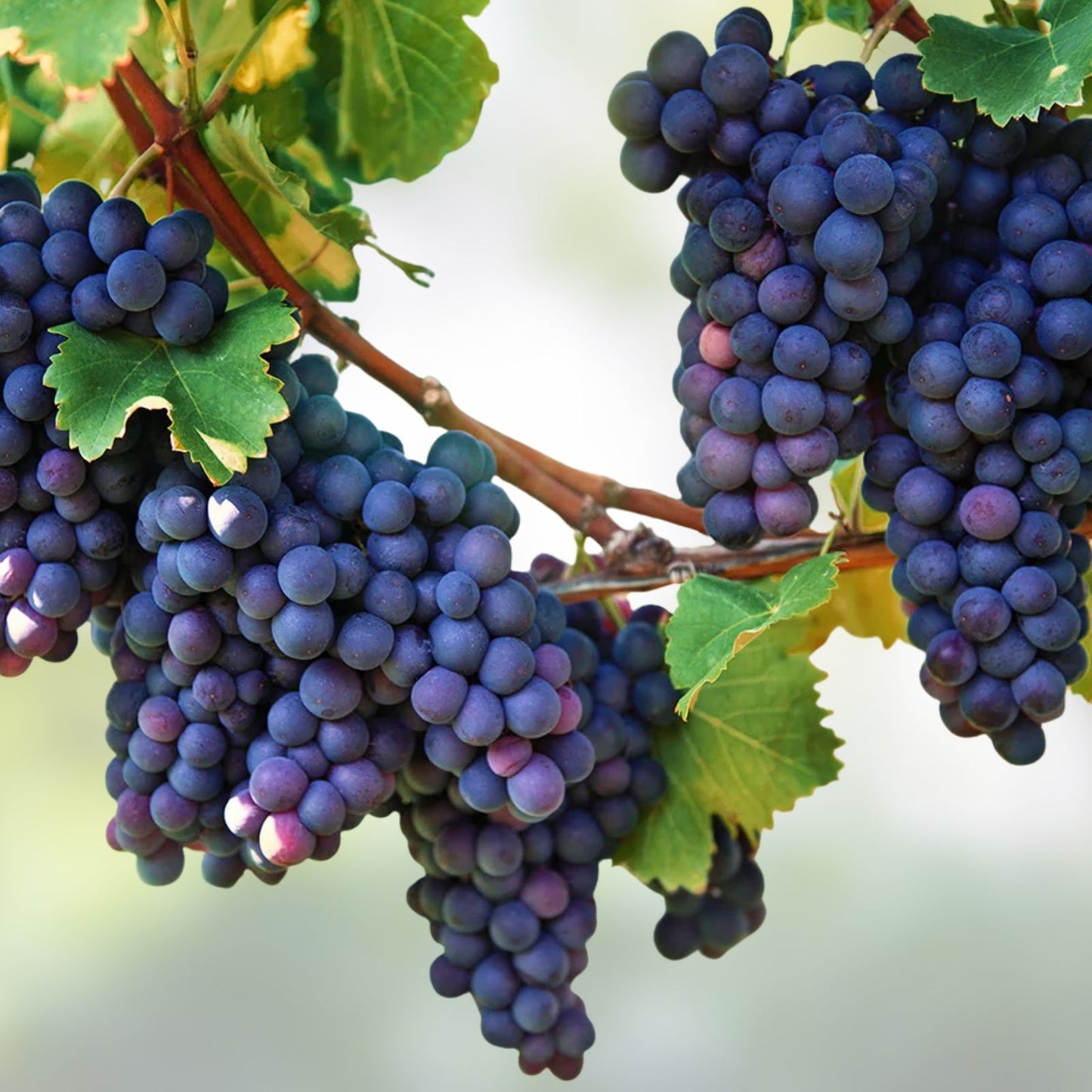 Grape Plants and Cuttings - Multiple Cultivars - Organic Vitis vinifera - Fruit-bearing Varieties for Home Garden