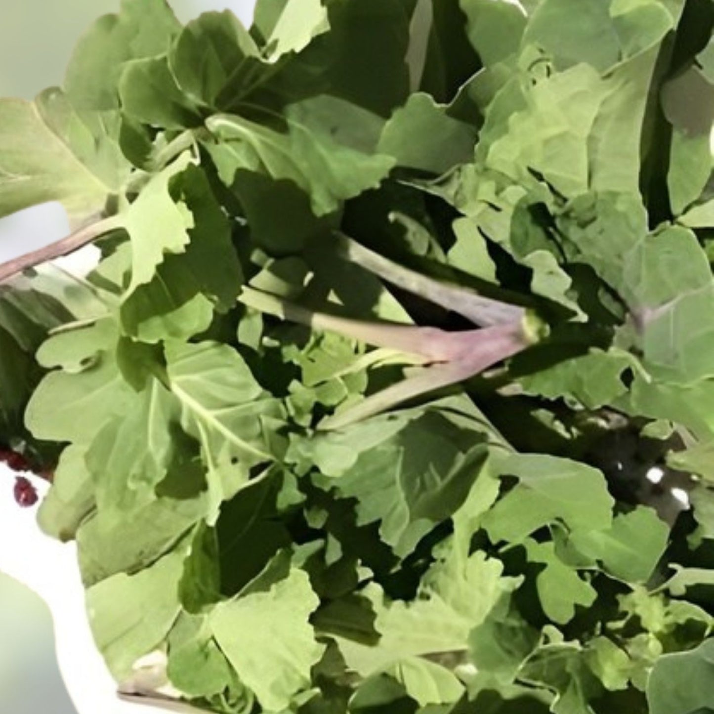 Walking Stick Kale Cuttings 3 Pieces Brassica oleracea Var. Alboglabra Edible Greens, Heirloom Vegetable Seedlings