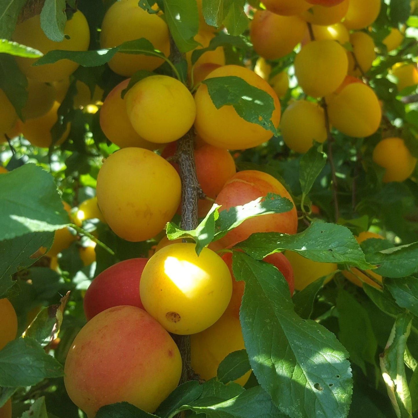 Japanese Red & Yellow Plum Cuttings, Large Delicious European Prunus salicina & Prunus domestica, 2 Pieces