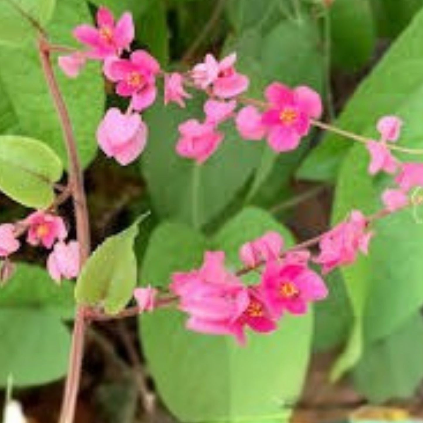 Mexican Creeper Vine Plant – Pollinator Friendly Privacy Cover – Antigonon leptopus, Bee Attracting Climbing Plant