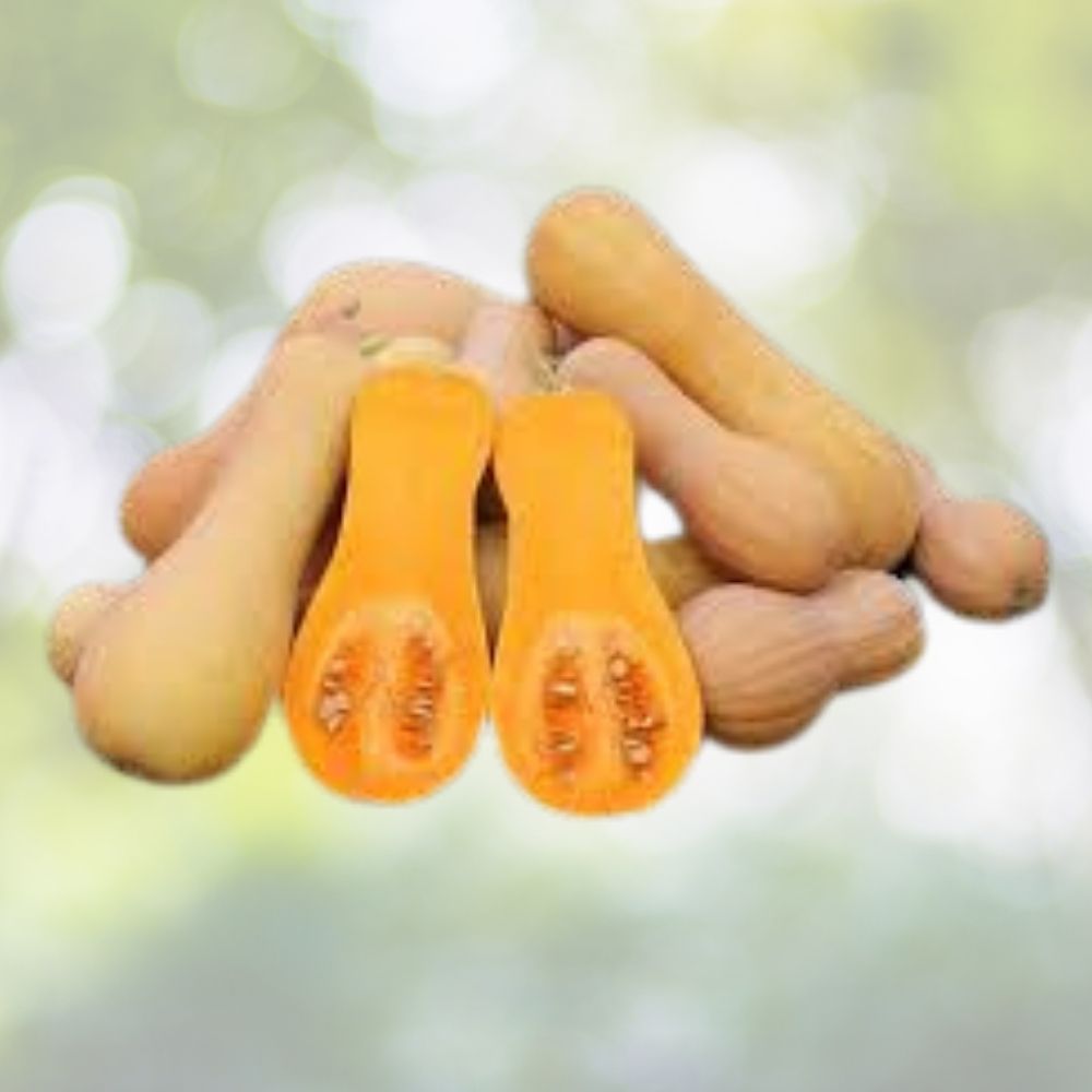 Organic Butternut Squash Seeds 10 Pack Non-GMO European Winter Cucurbita moschata USA Grown