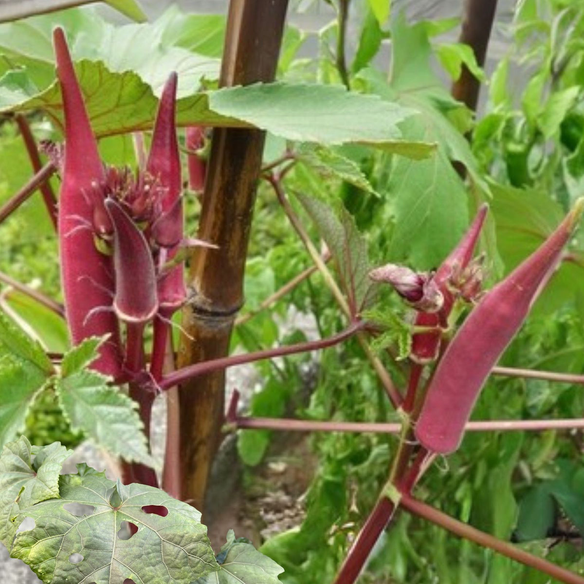 Red Okra Plants 2 Pack Live Green Okra in 4" Pots Abelmoschus esculentus 6 8" Tall
