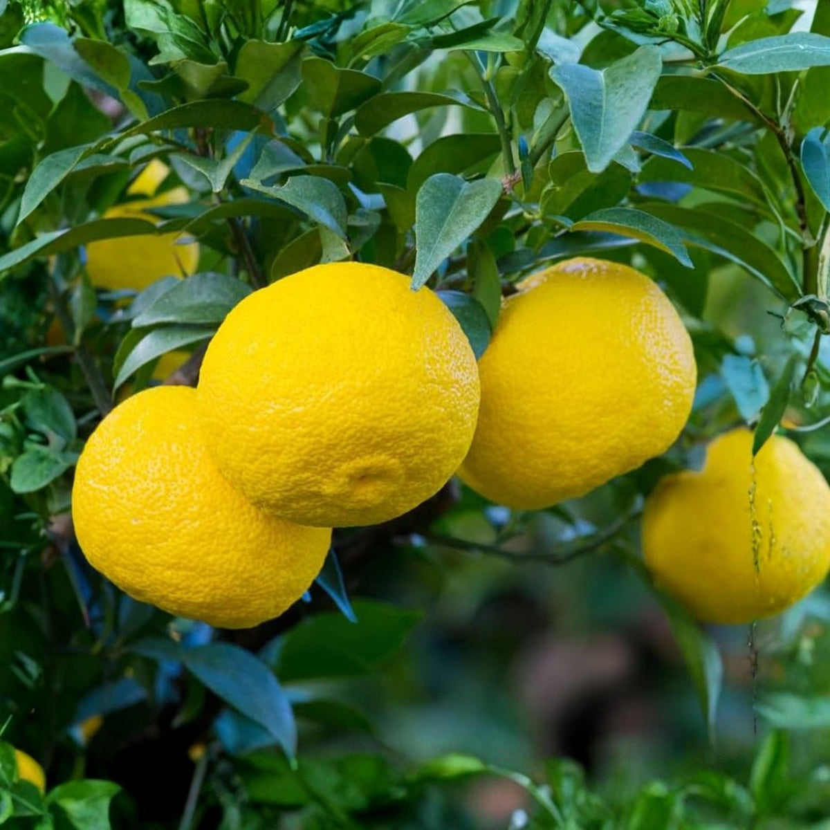 Grafted Yuzu Mandarin Tree 1-2 Feet Tall, Indoor/Outdoor Plant, Citrus junos, Pot and Soil Included