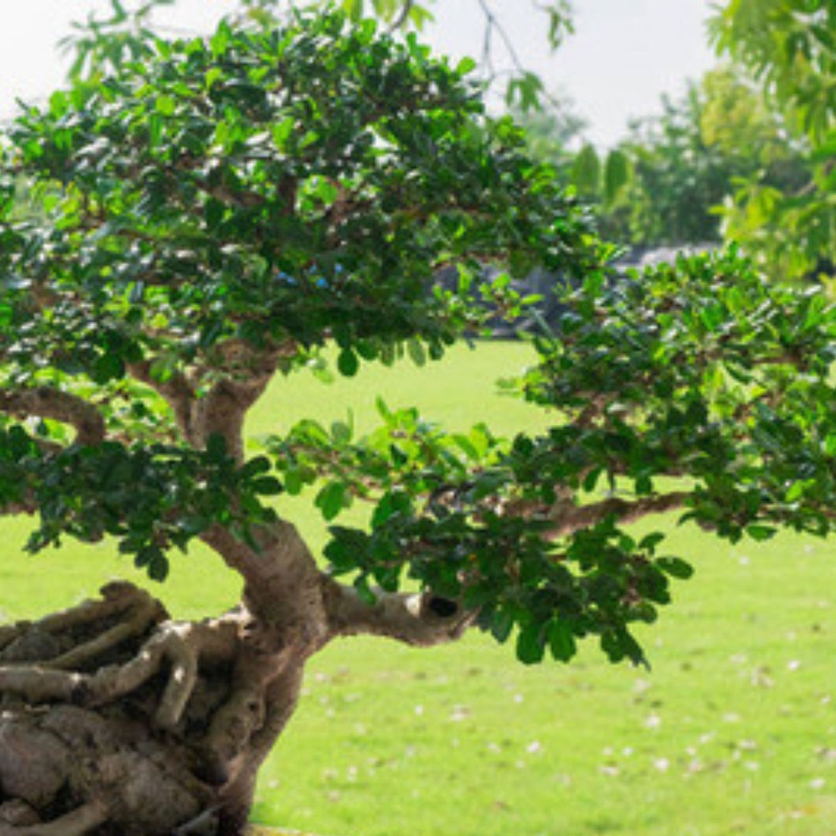 Sacred Fig Bonsai Tree Seeds – 25+ Ficus Religiosa Seeds for Indoor Bonsai Gardening, Sacred Ficus Tree, Plant Growing Supplies