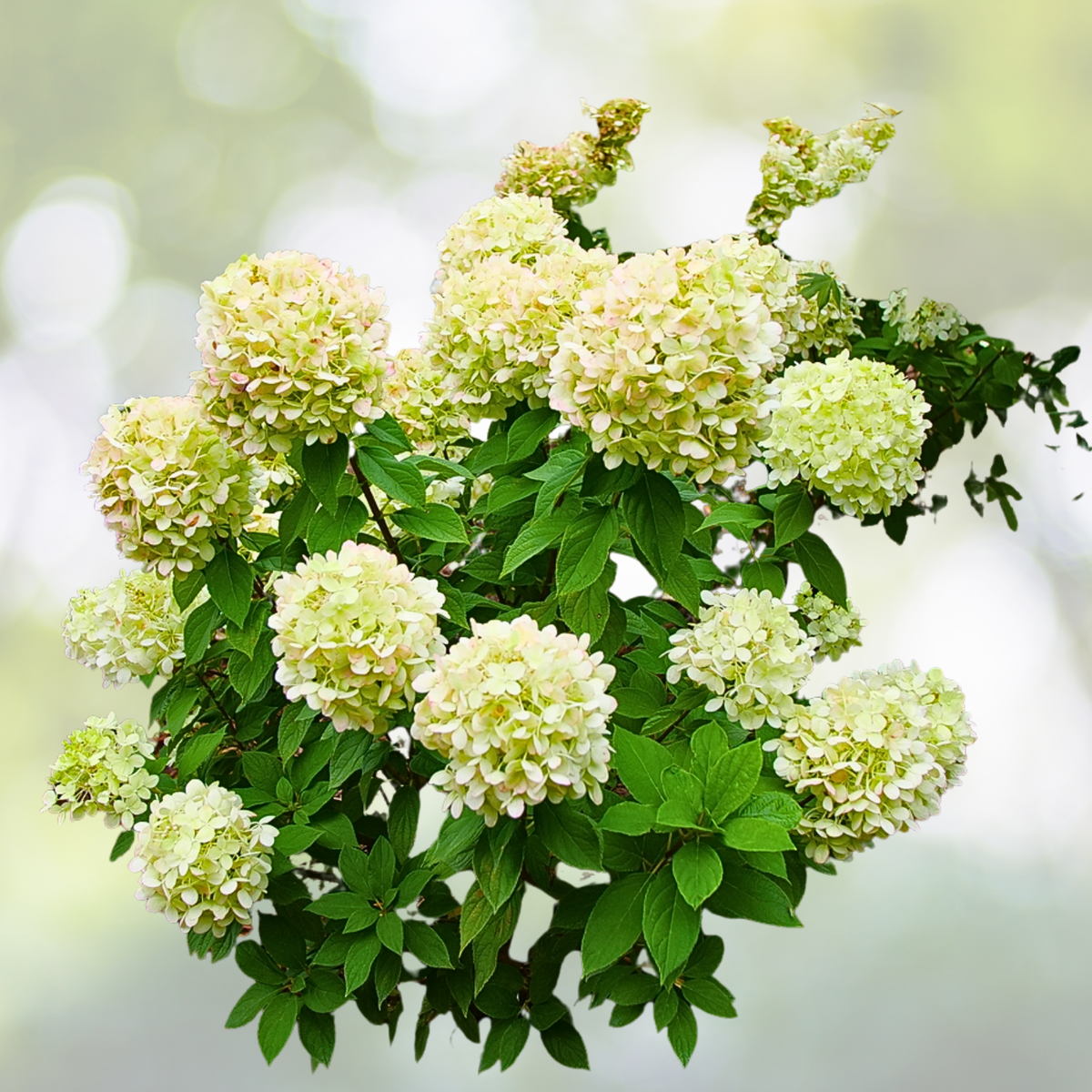 Hydrangea Starter Plant - 7-10 Inch - 'Powerball' - Hydrangea macrophylla