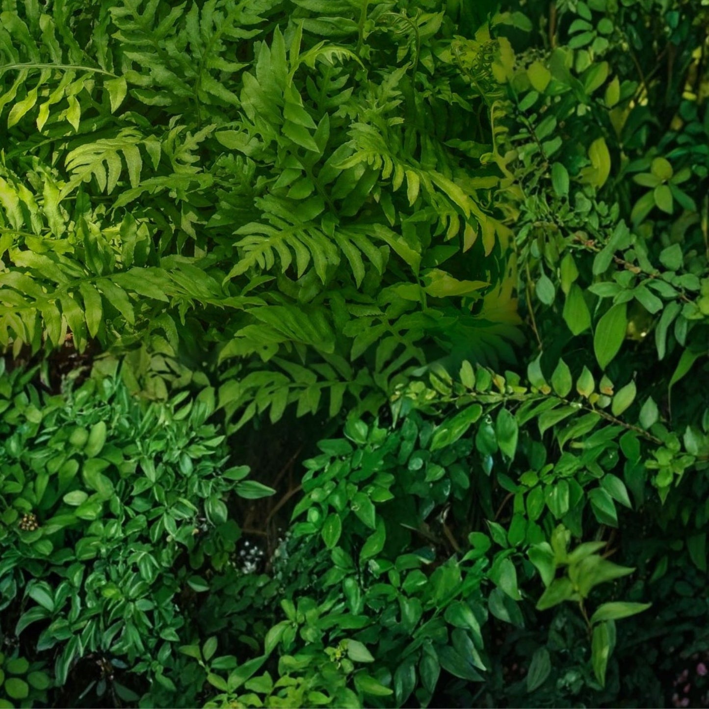 Netted Chain Fern Live Plant Bundle 5-Pack - Rare Shade Fern Woodwardia areolata - Indoor Garden, Shade Lover, Green Foliage