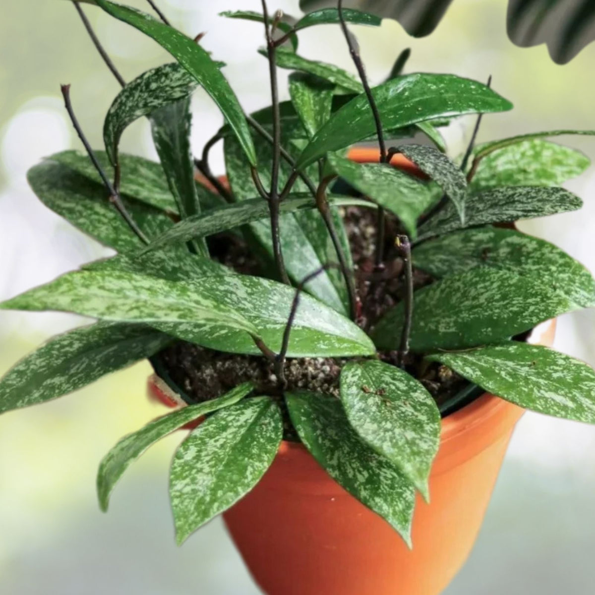 Hoya Pubicalyx 'Splash' 9" Hanging Pot | Easy Care Tropical Houseplant | Indoor Plant for Plant Lovers