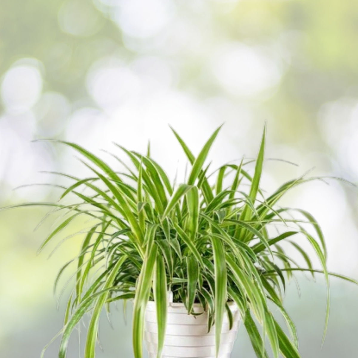 Reverse Variegated Spider Plant Cuttings 2PCS – Air Purifying, Fast Growing Chlorophytum comosum
