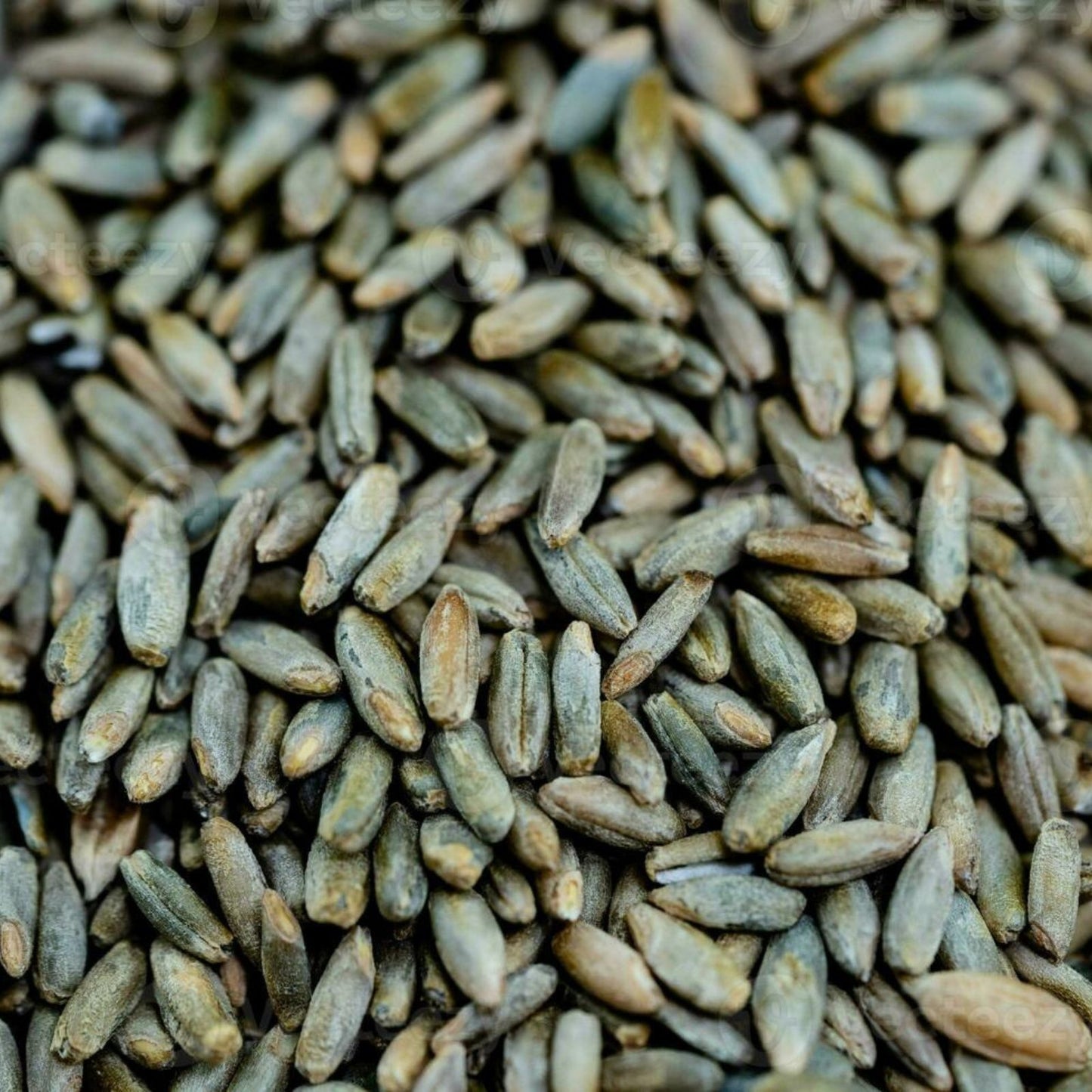 Rye Berries 25 Pounds - High Fiber, High Iron - CZ Grain Signature Rye (Secale cereale) Whole Grain